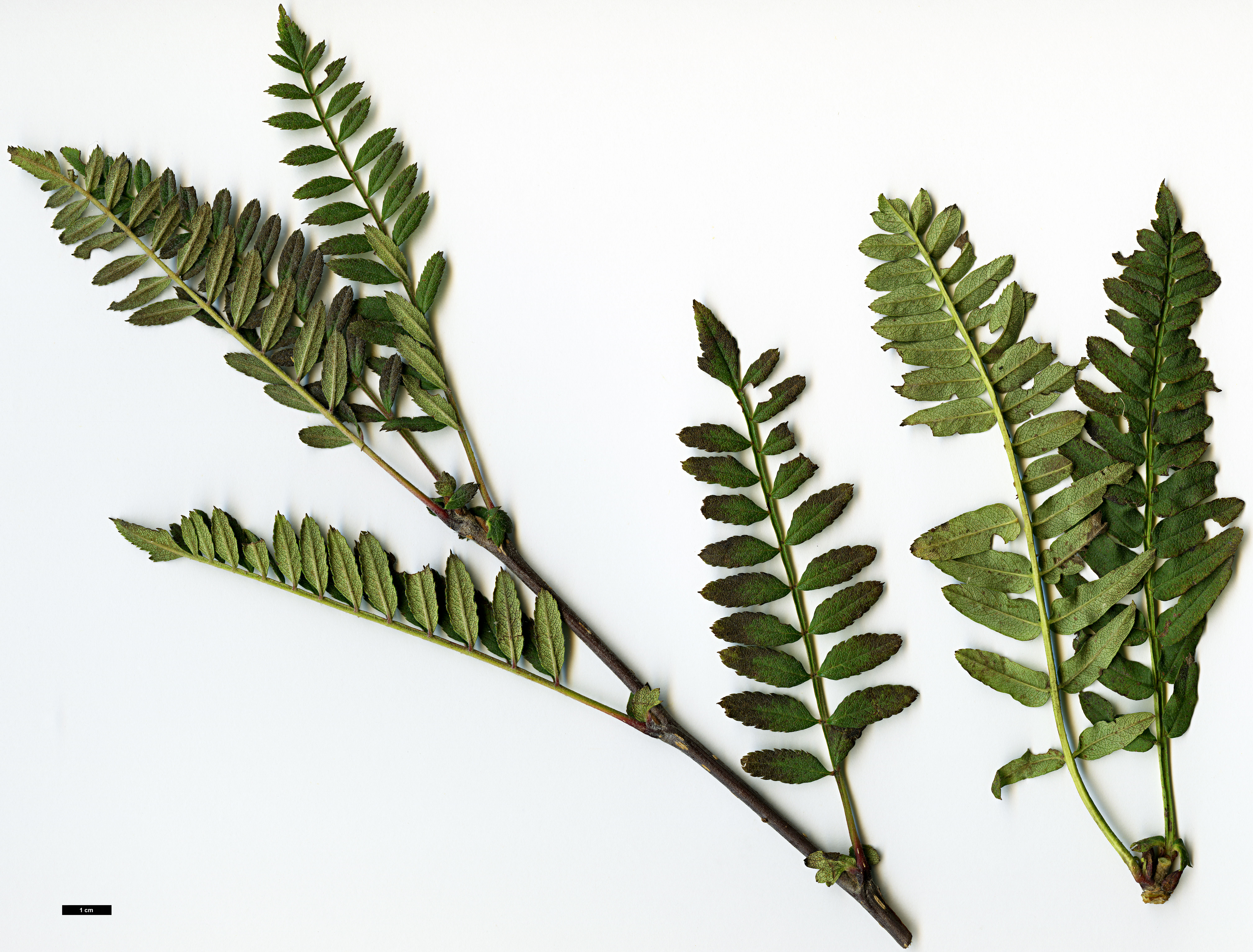 High resolution image: Family: Rosaceae - Genus: Sorbus - Taxon: rinzenii