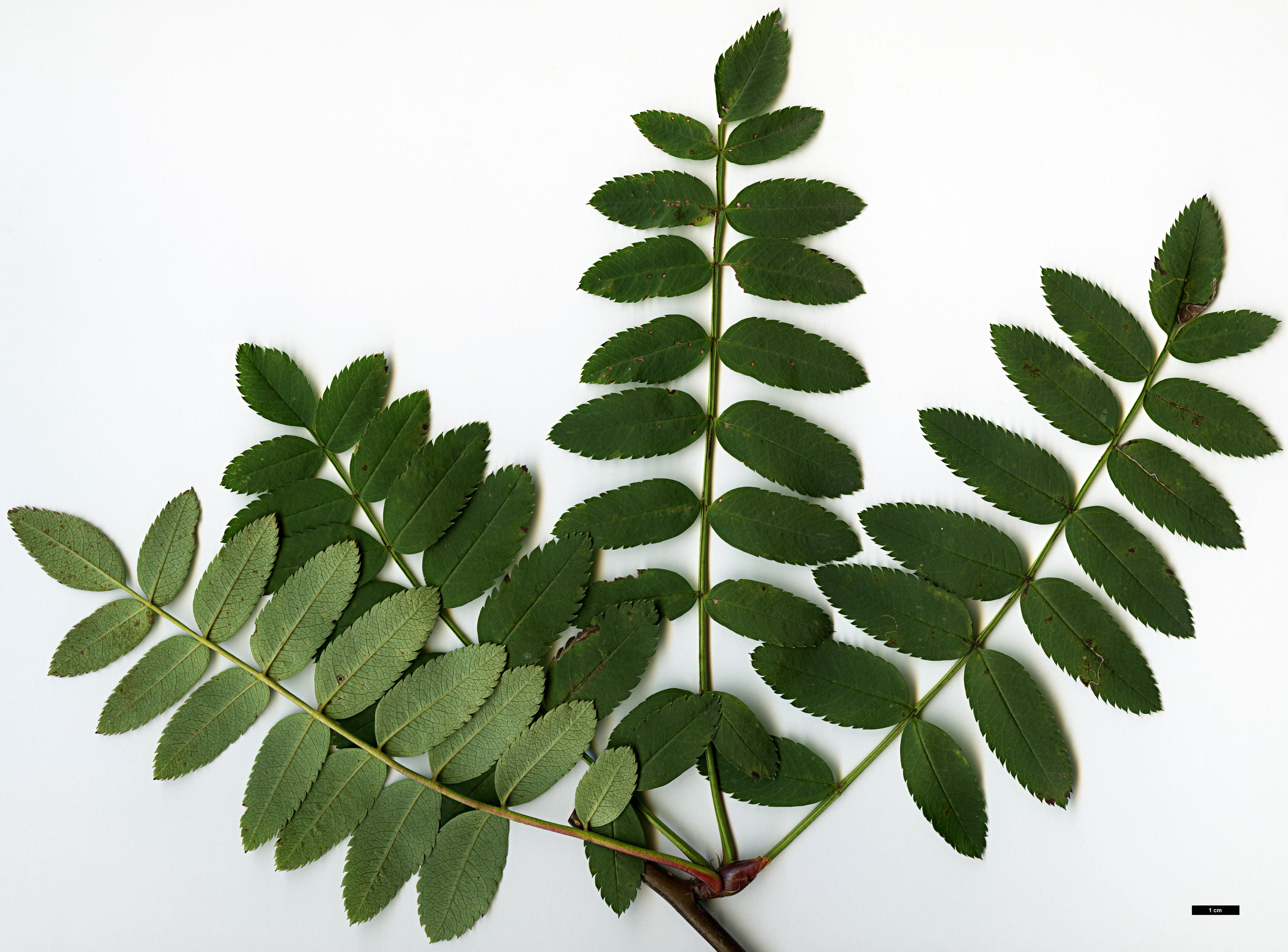 High resolution image: Family: Rosaceae - Genus: Sorbus - Taxon: rosea High resolution image: Family: Rosaceae - Genus: Sorbus - Taxon: rosea