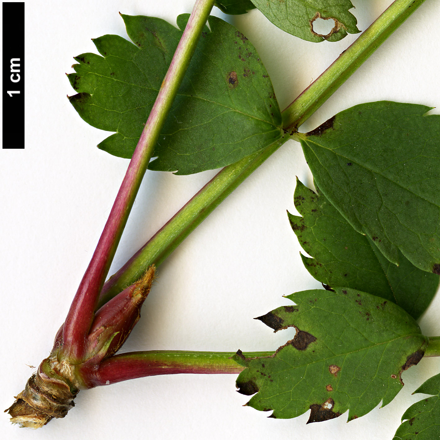 High resolution image: Family: Rosaceae - Genus: Sorbus - Taxon: rosea High resolution image: Family: Rosaceae - Genus: Sorbus - Taxon: rosea