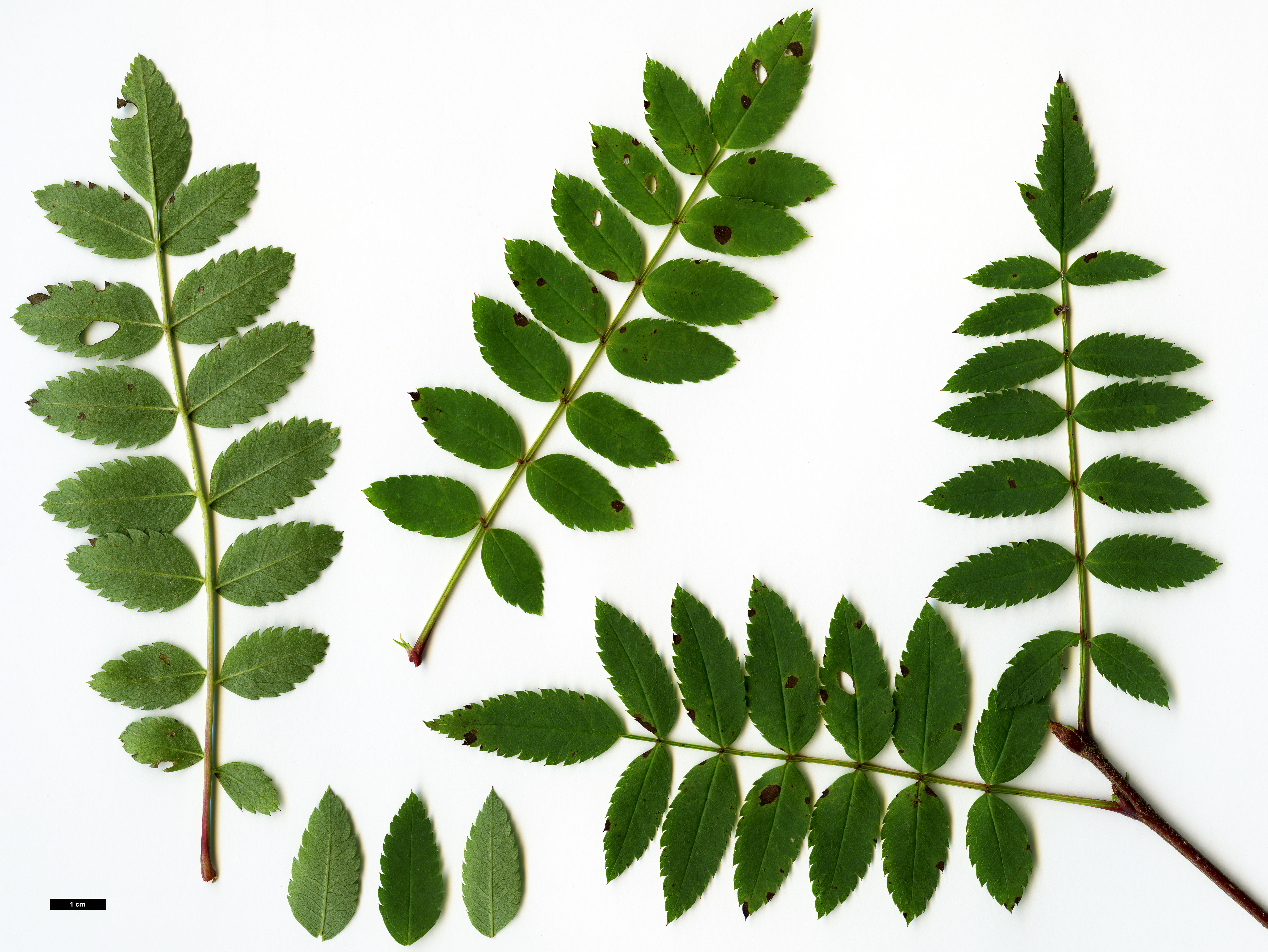 High resolution image: Family: Rosaceae - Genus: Sorbus - Taxon: rosea High resolution image: Family: Rosaceae - Genus: Sorbus - Taxon: rosea