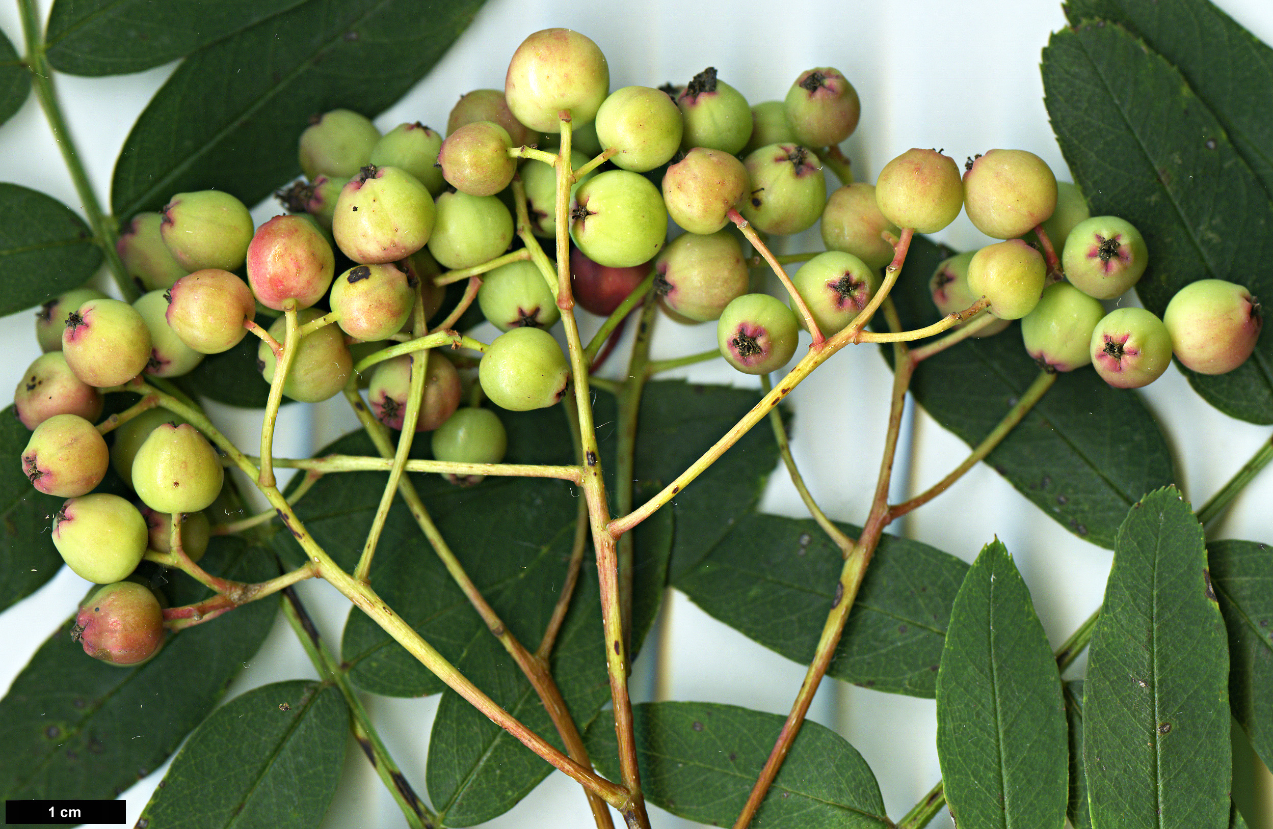 High resolution image: Family: Rosaceae - Genus: Sorbus - Taxon: rushforthii