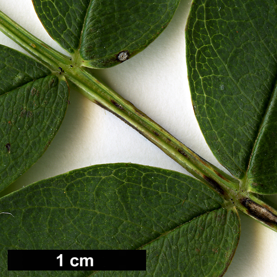 High resolution image: Family: Rosaceae - Genus: Sorbus - Taxon: rushforthii