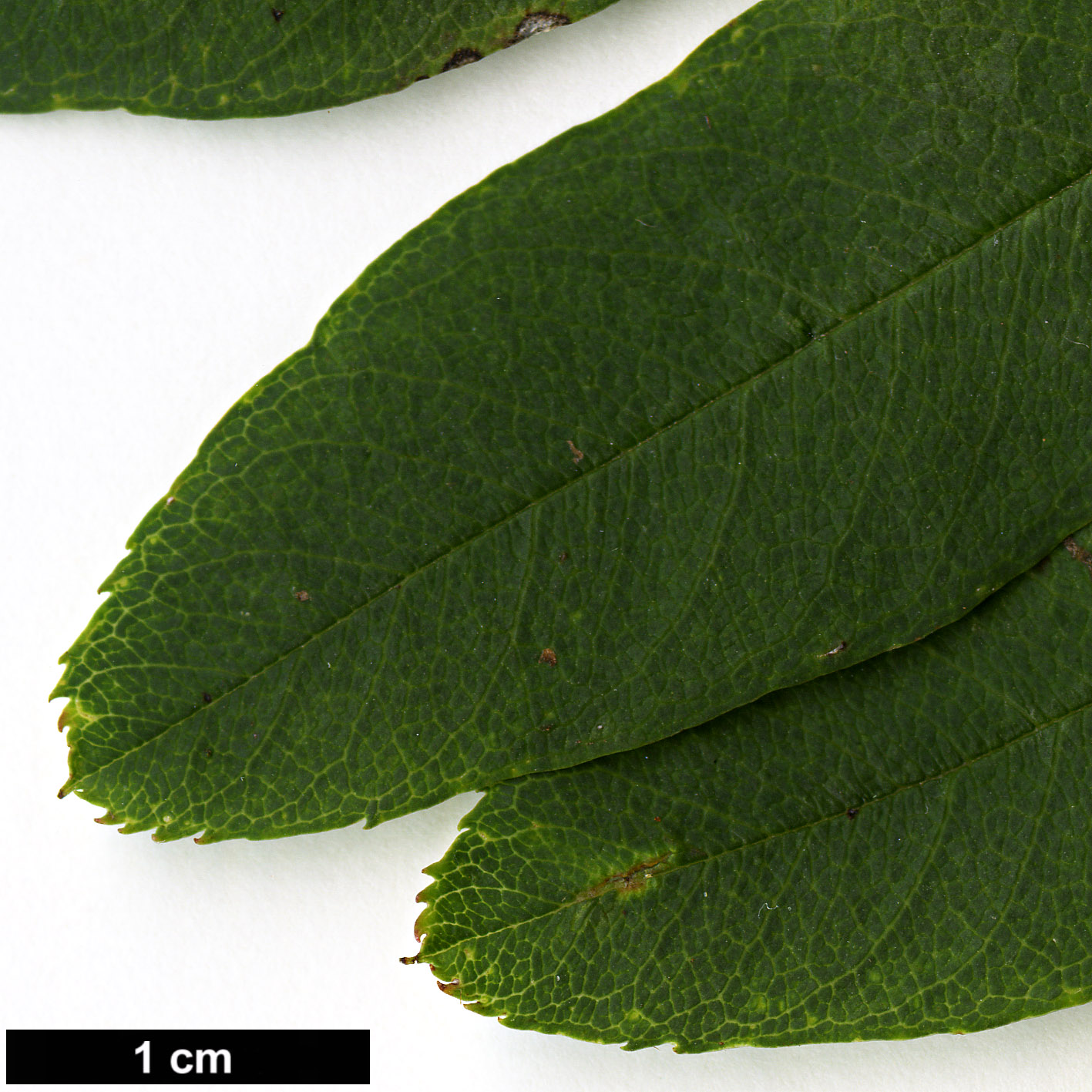 High resolution image: Family: Rosaceae - Genus: Sorbus - Taxon: rushforthii