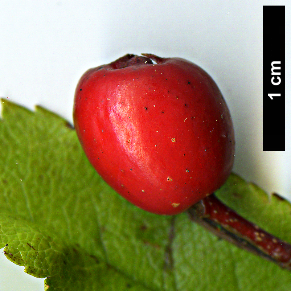 High resolution image: Family: Rosaceae - Genus: Sorbus - Taxon: sambucifolia