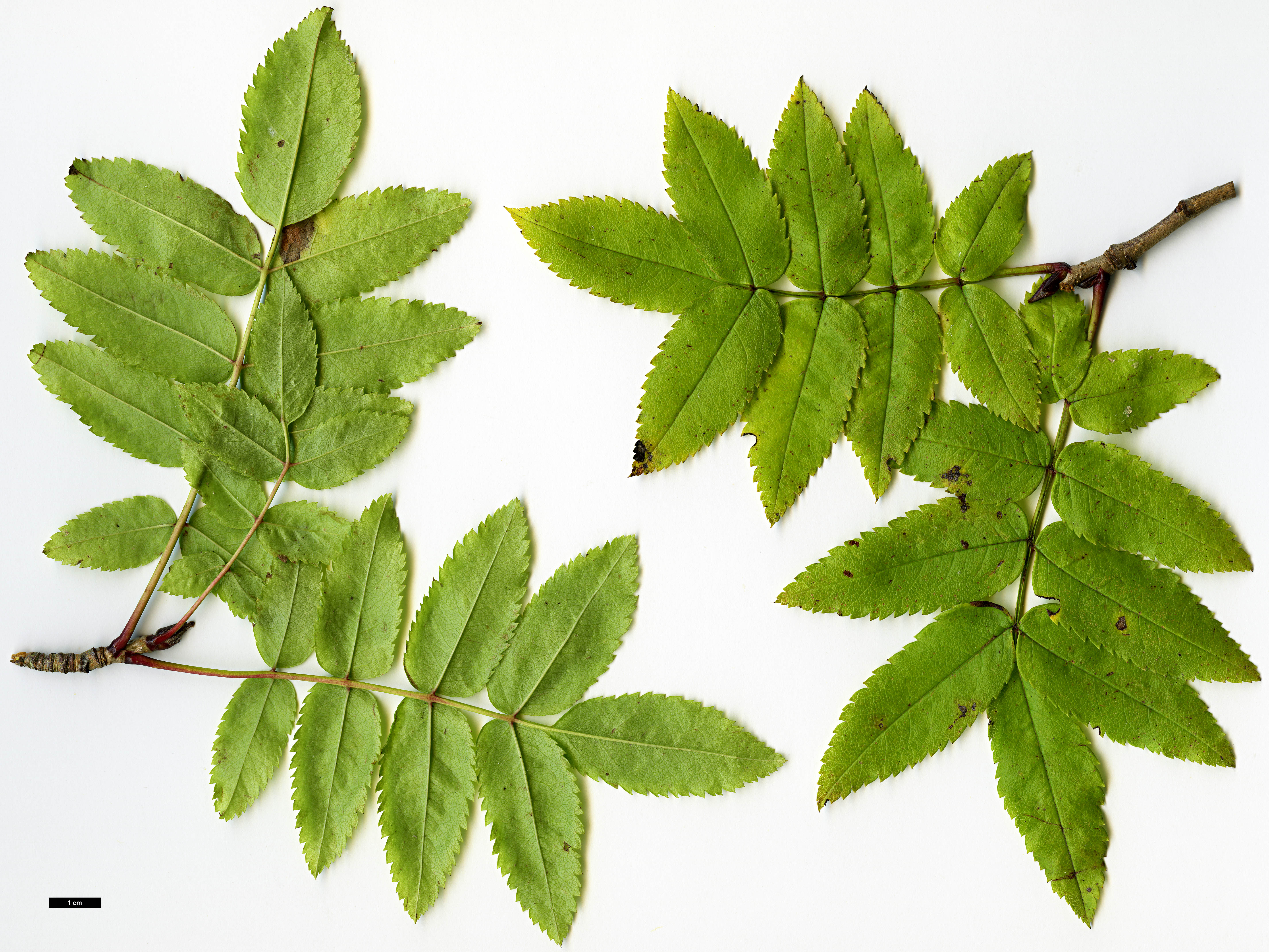 High resolution image: Family: Rosaceae - Genus: Sorbus - Taxon: sambucifolia