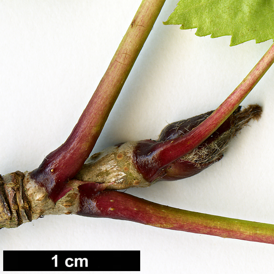 High resolution image: Family: Rosaceae - Genus: Sorbus - Taxon: sambucifolia