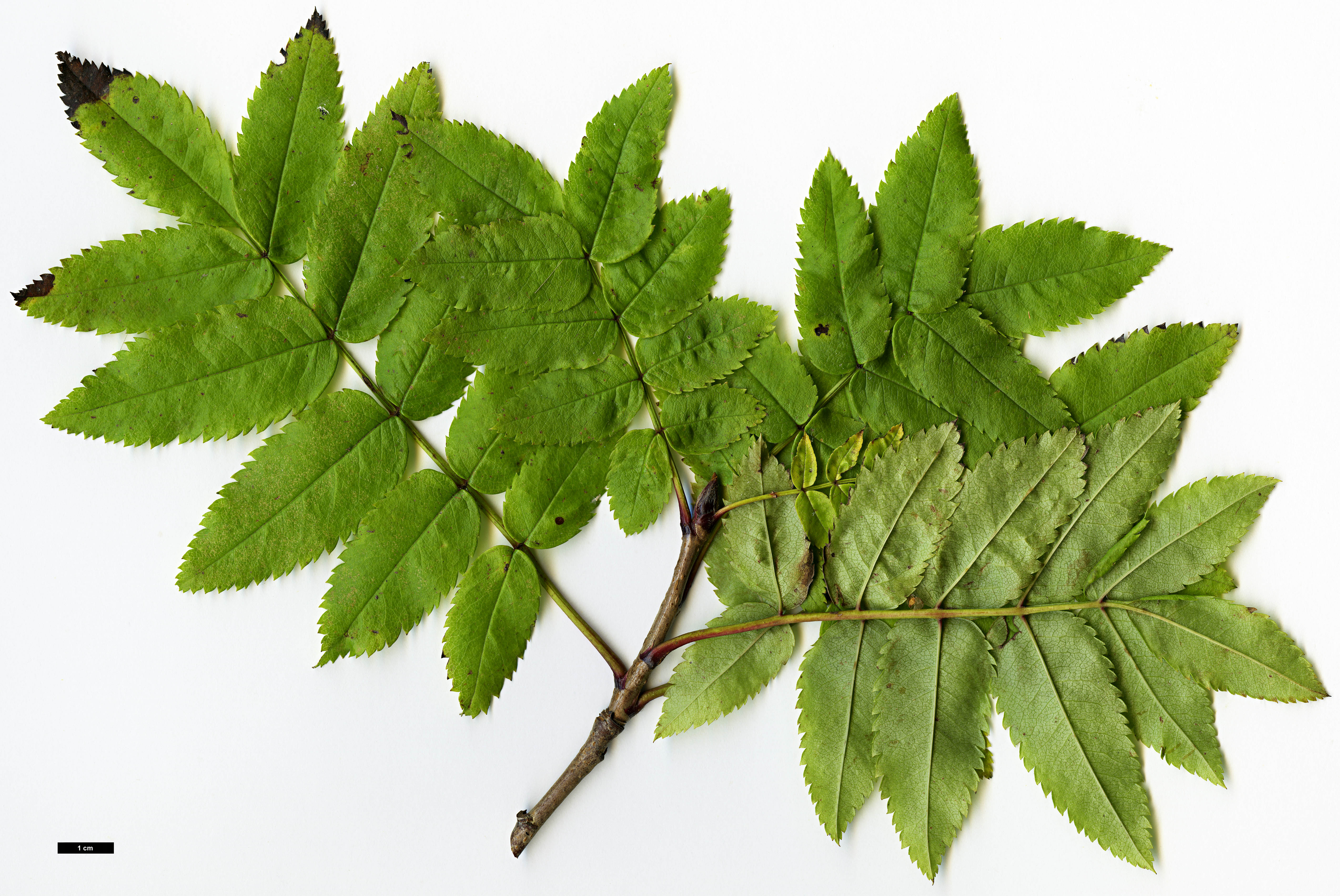 High resolution image: Family: Rosaceae - Genus: Sorbus - Taxon: sambucifolia