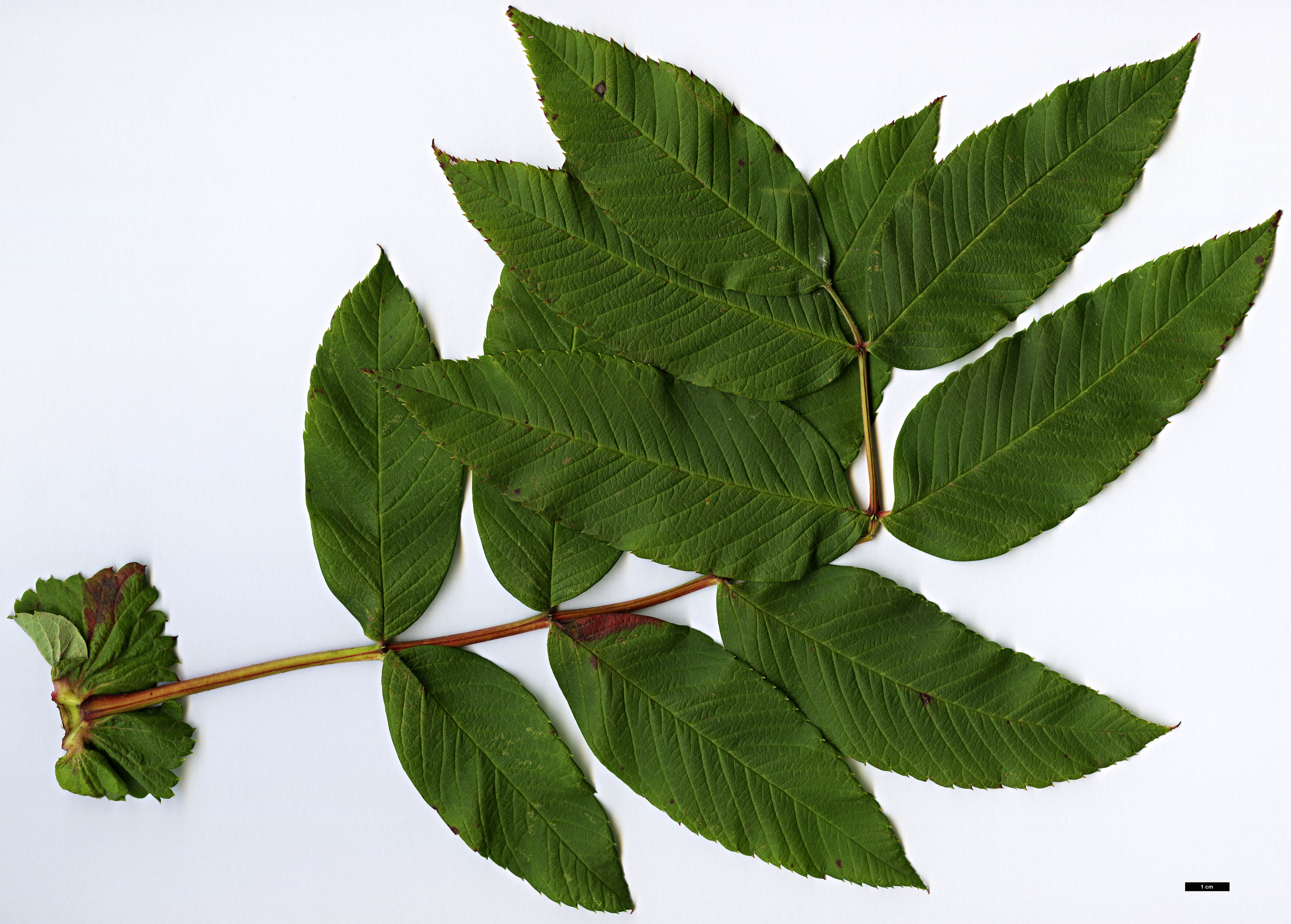 High resolution image: Family: Rosaceae - Genus: Sorbus - Taxon: sargentiana