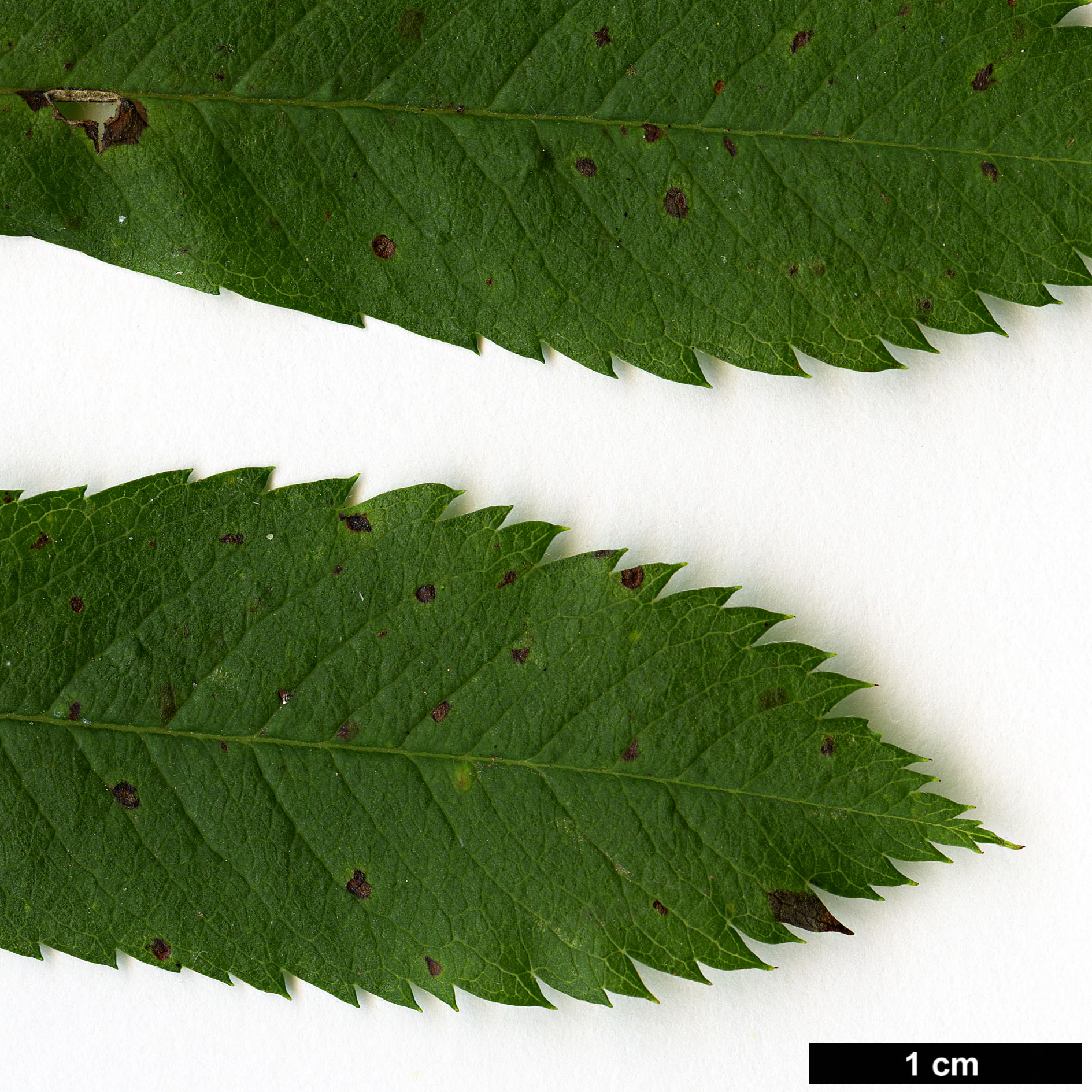 High resolution image: Family: Rosaceae - Genus: Sorbus - Taxon: scopulina