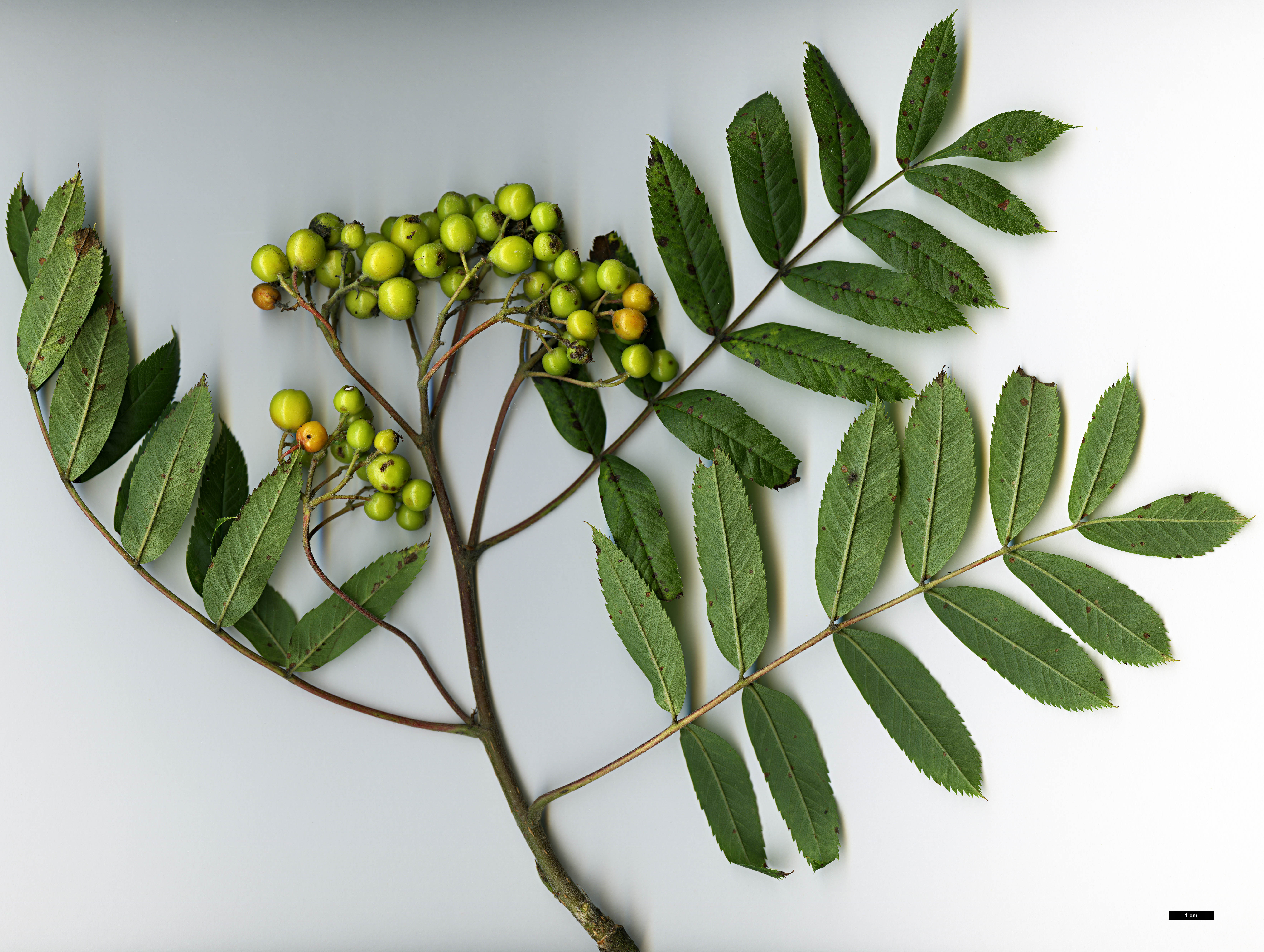 High resolution image: Family: Rosaceae - Genus: Sorbus - Taxon: scopulina