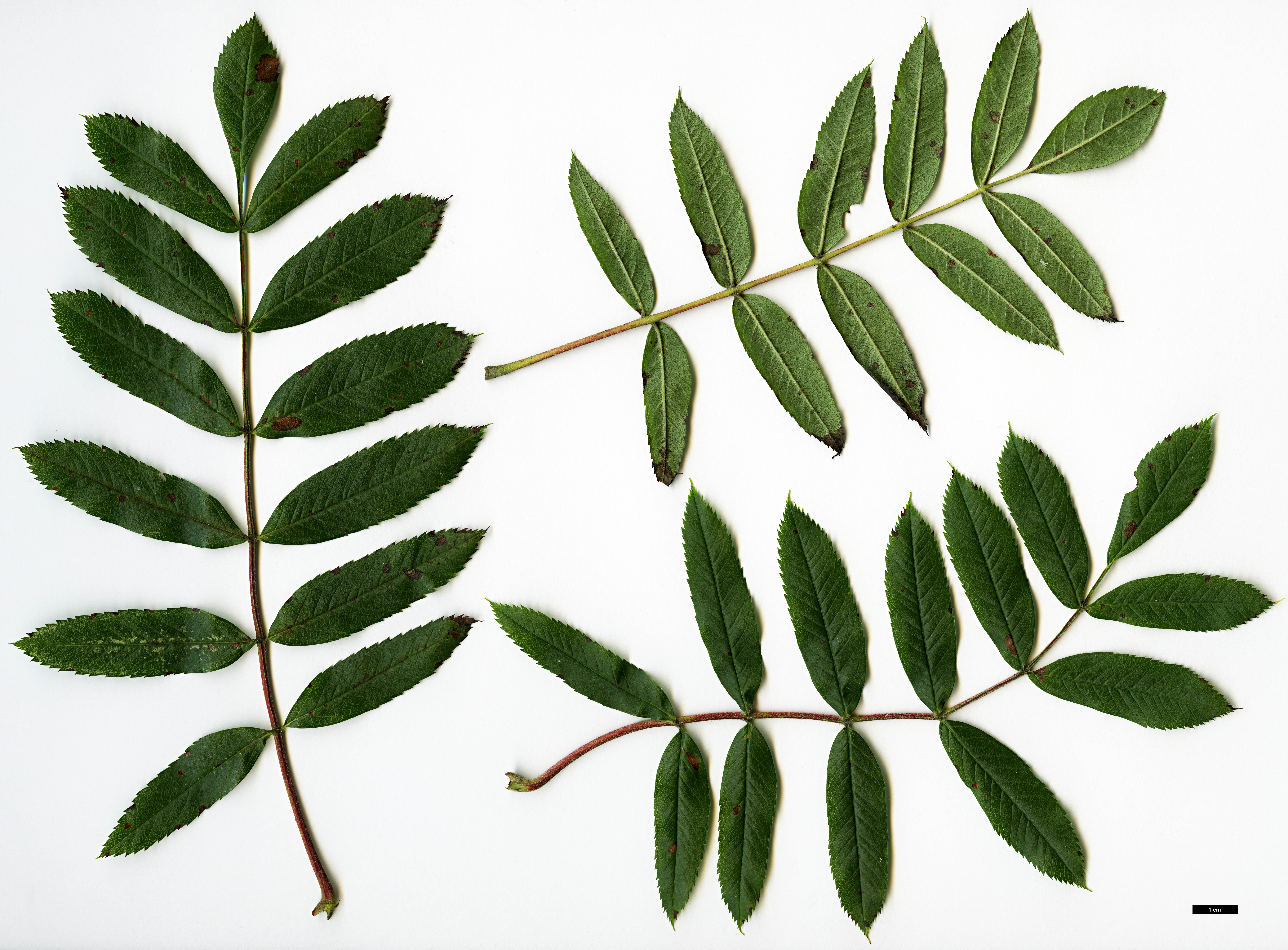 High resolution image: Family: Rosaceae - Genus: Sorbus - Taxon: scopulina