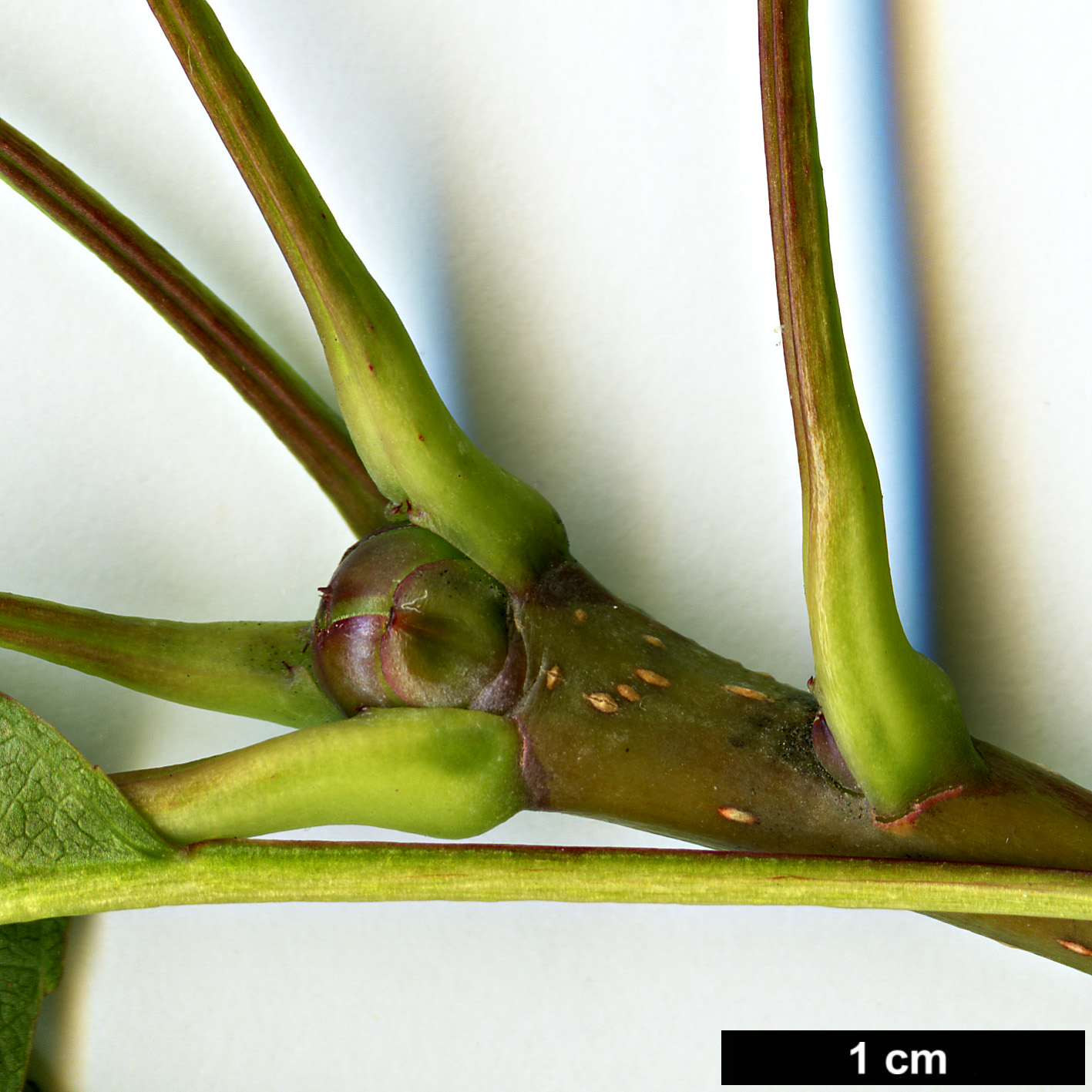 High resolution image: Family: Rosaceae - Genus: Sorbus - Taxon: subulata