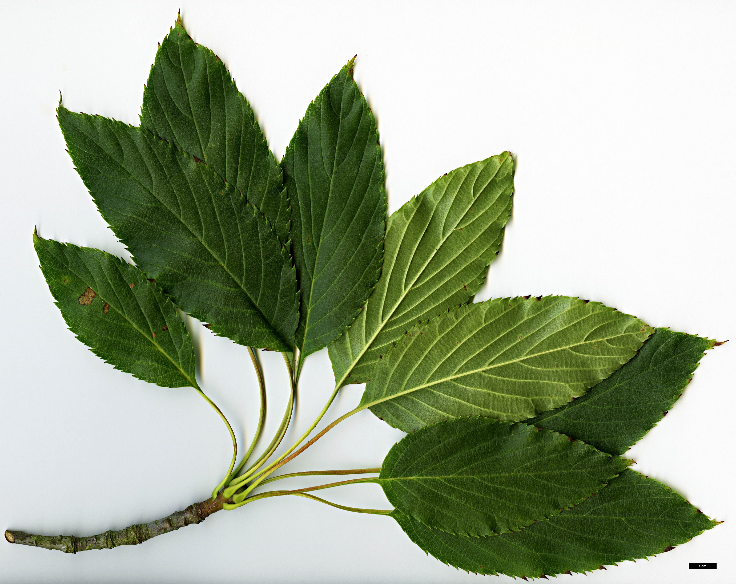 High resolution image: Family: Rosaceae - Genus: Sorbus - Taxon: subulata