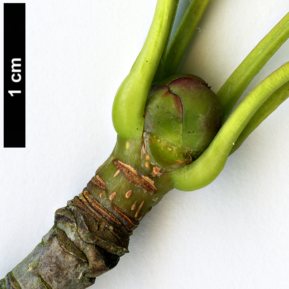 High resolution image: Family: Rosaceae - Genus: Sorbus - Taxon: subulata