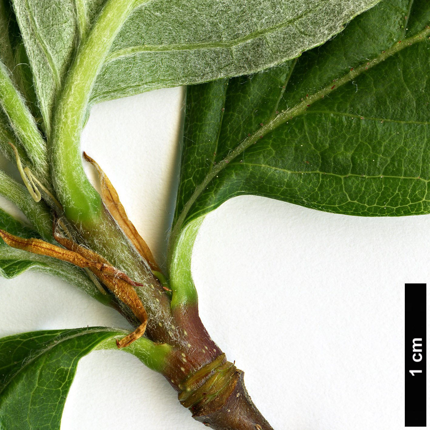 High resolution image: Family: Rosaceae - Genus: Sorbus - Taxon: sudetica