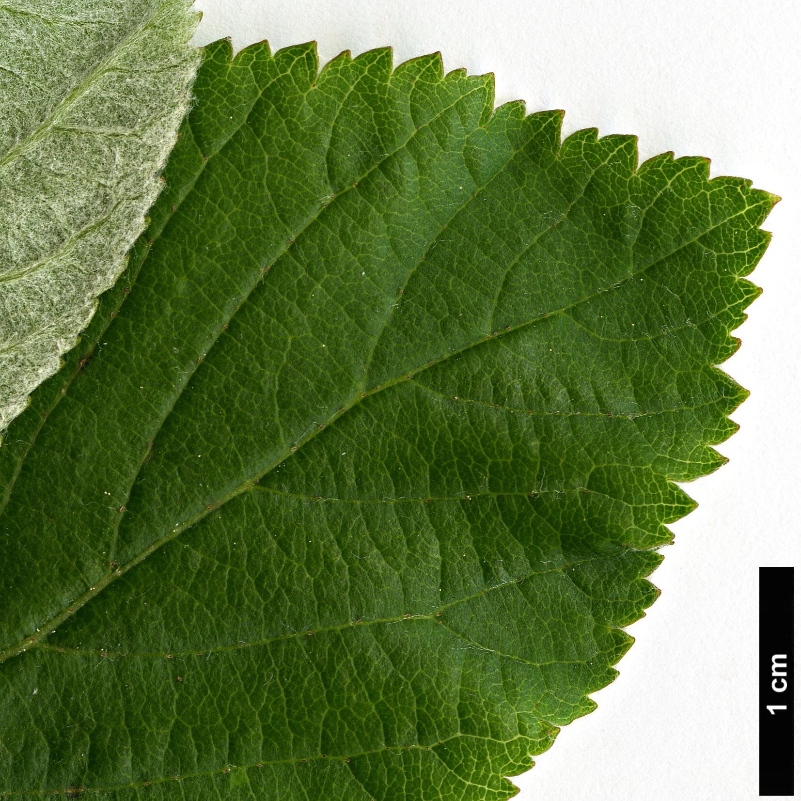 High resolution image: Family: Rosaceae - Genus: Sorbus - Taxon: sudetica