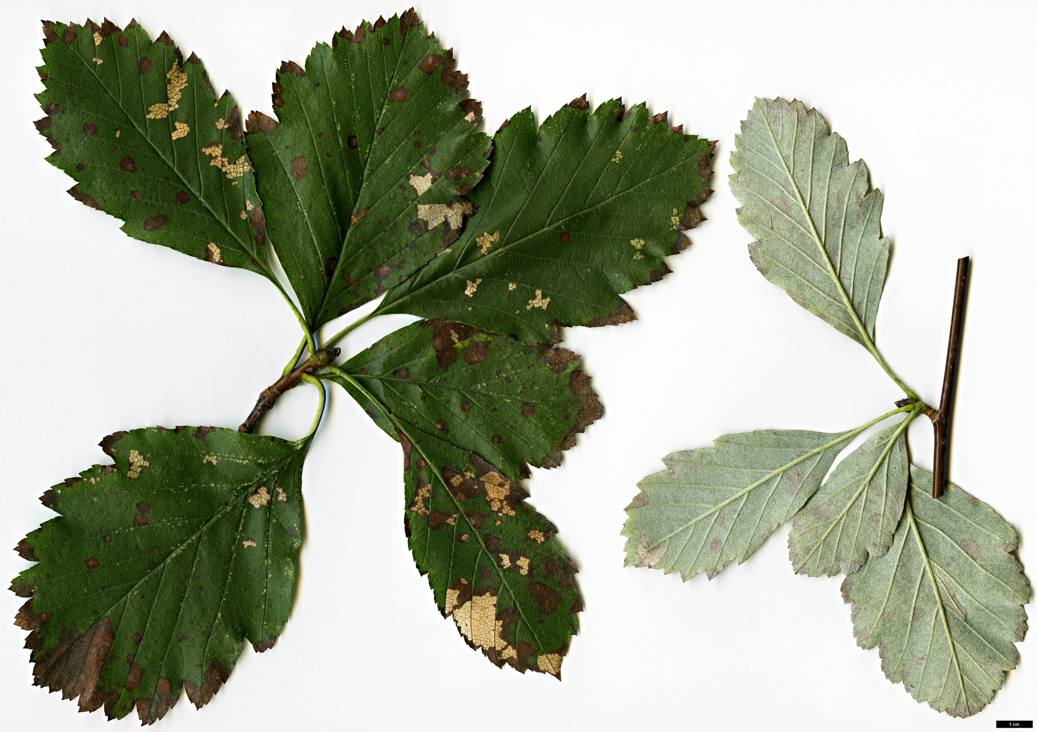 High resolution image: Family: Rosaceae - Genus: Sorbus - Taxon: takhtajanii