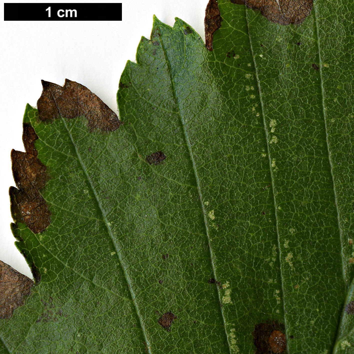 High resolution image: Family: Rosaceae - Genus: Sorbus - Taxon: takhtajanii