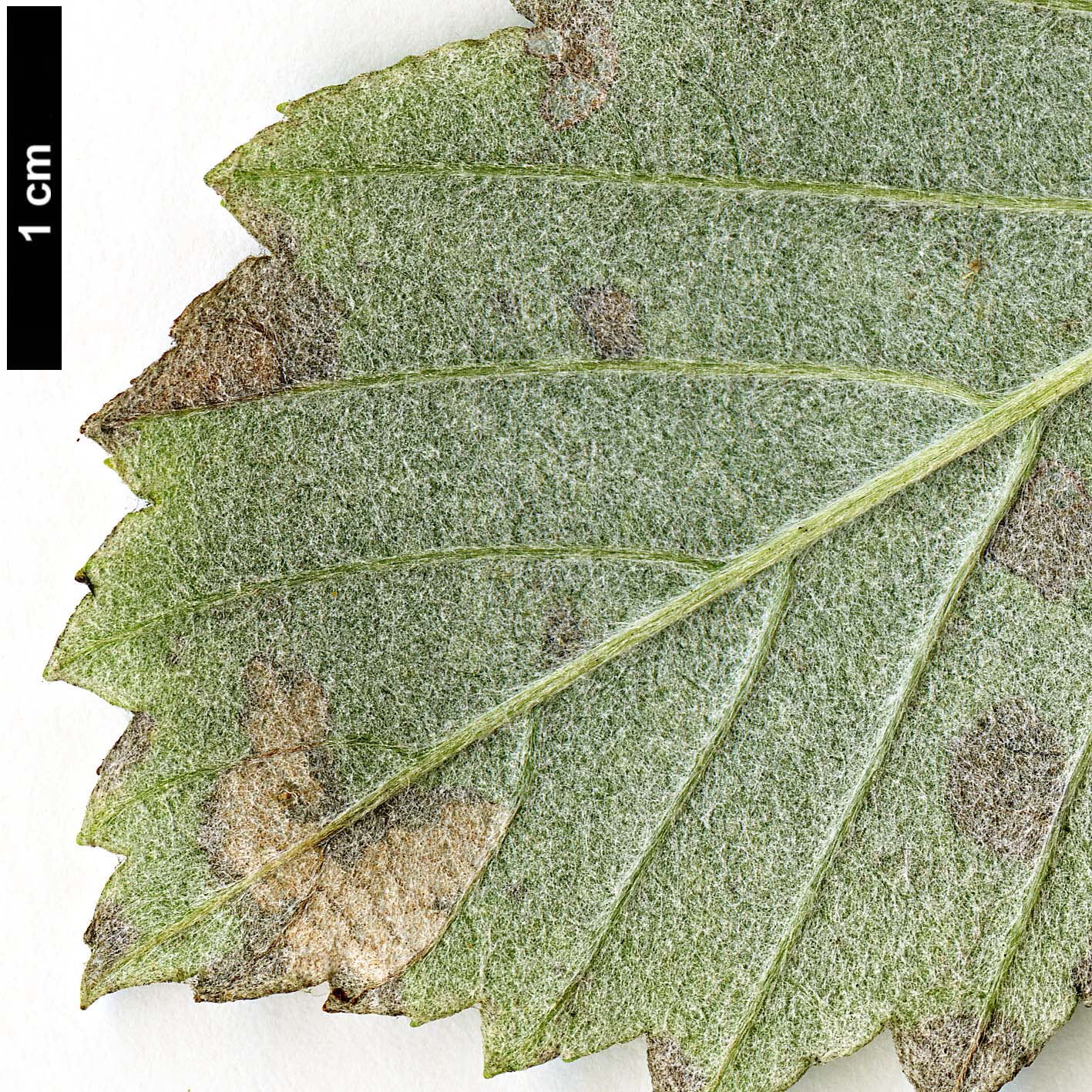 High resolution image: Family: Rosaceae - Genus: Sorbus - Taxon: takhtajanii