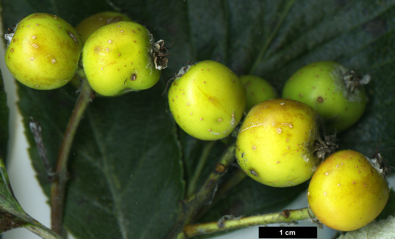 High resolution image: Family: Rosaceae - Genus: Sorbus - Taxon: thaiszii