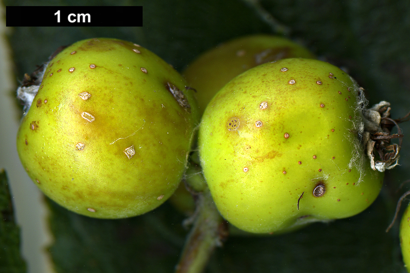 High resolution image: Family: Rosaceae - Genus: Sorbus - Taxon: thaiszii