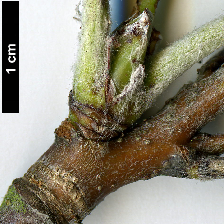High resolution image: Family: Rosaceae - Genus: Sorbus - Taxon: thaiszii