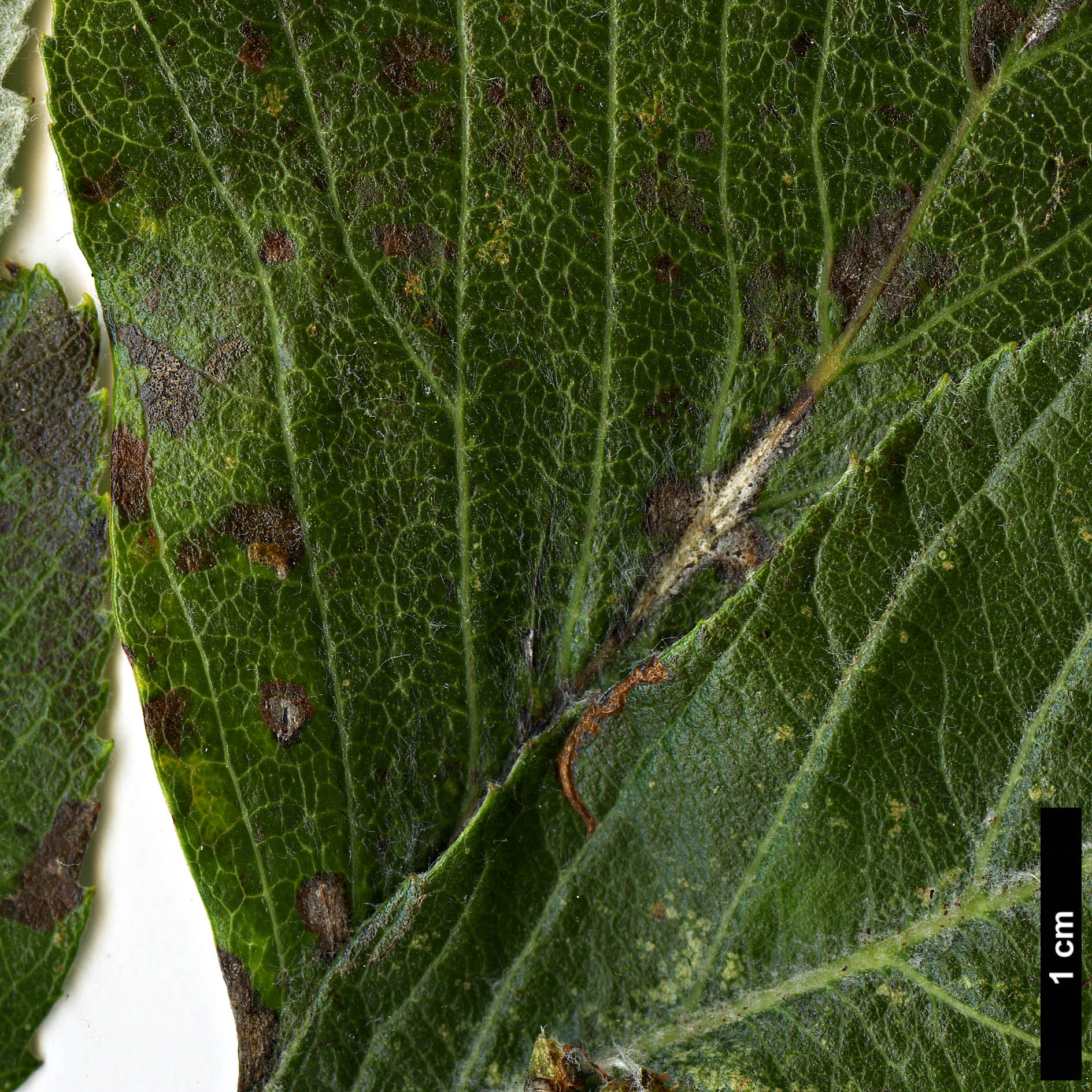 High resolution image: Family: Rosaceae - Genus: Sorbus - Taxon: thaiszii