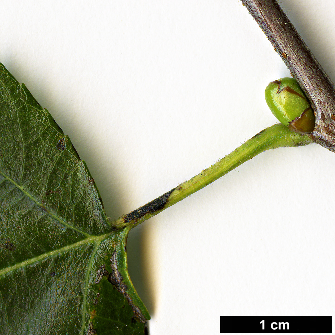 High resolution image: Family: Rosaceae - Genus: Sorbus - Taxon: torminalis