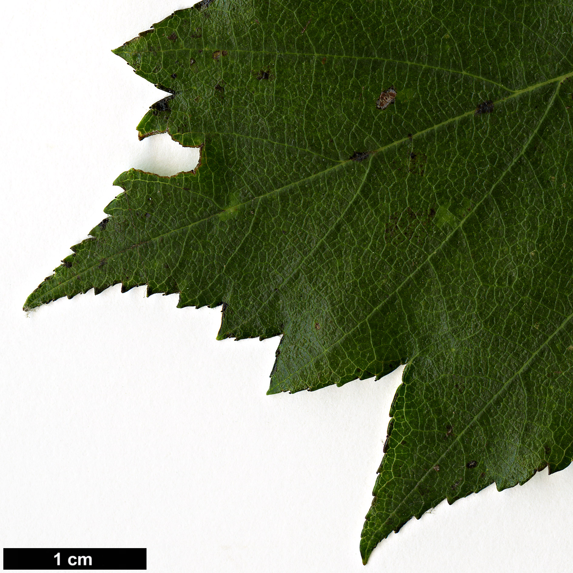 High resolution image: Family: Rosaceae - Genus: Sorbus - Taxon: torminalis