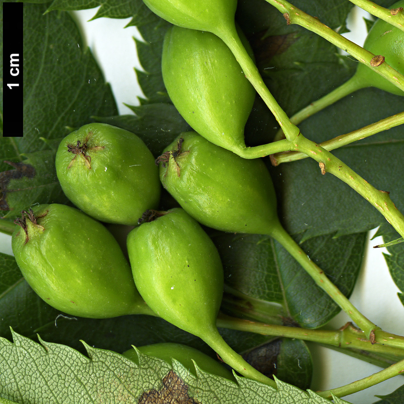 High resolution image: Family: Rosaceae - Genus: Sorbus - Taxon: ulleungensis