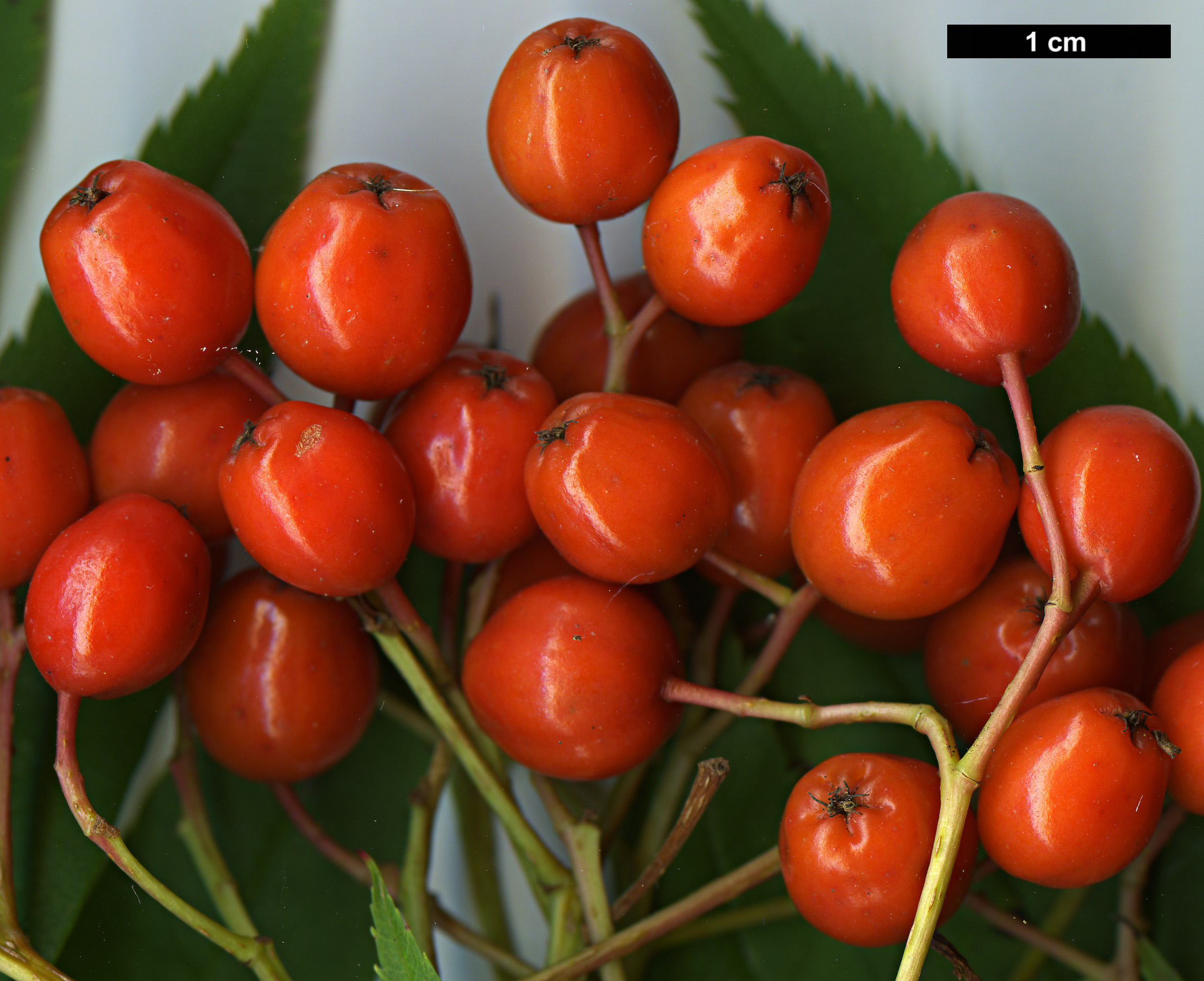 High resolution image: Family: Rosaceae - Genus: Sorbus - Taxon: ulleungensis