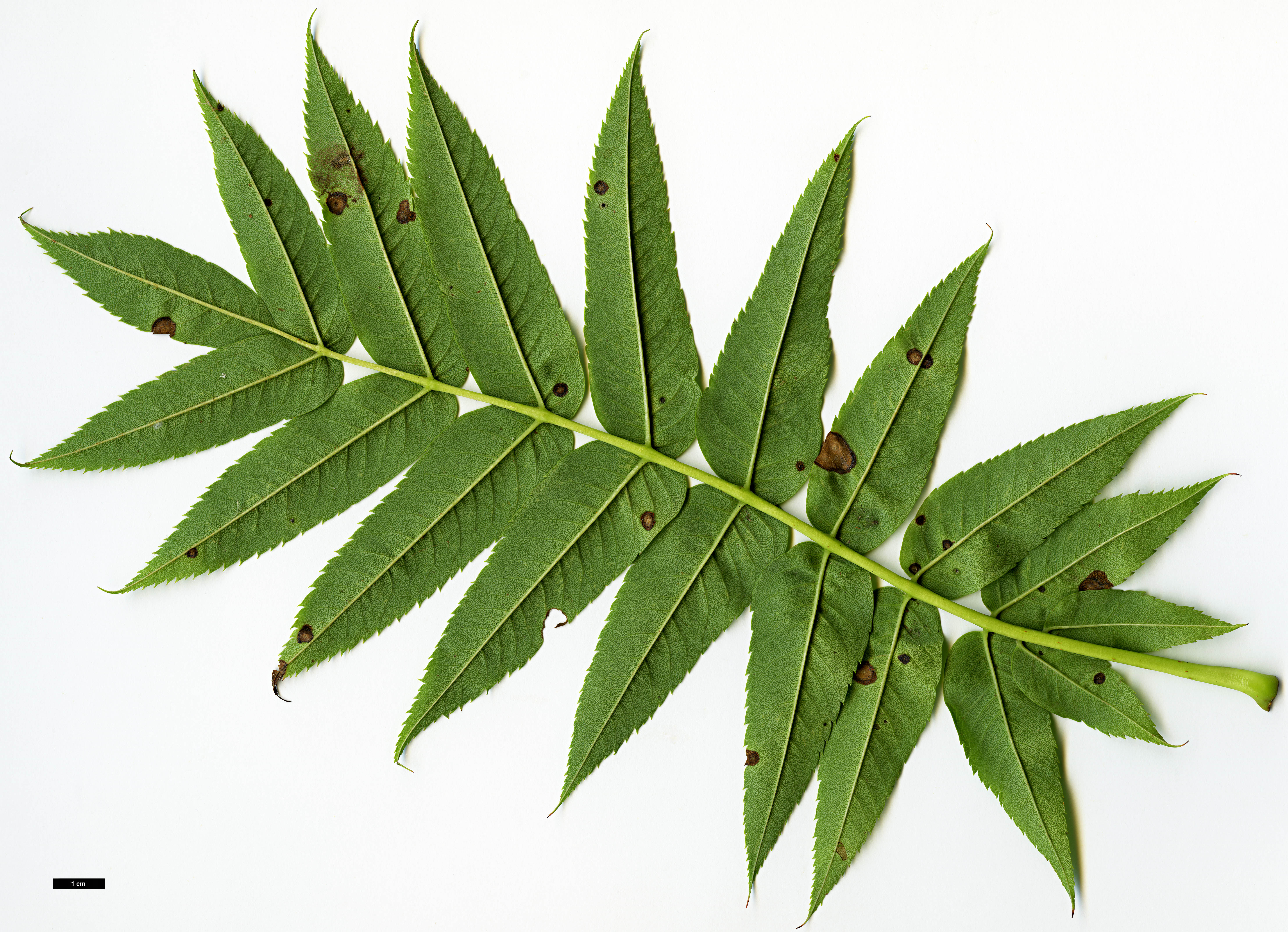 High resolution image: Family: Rosaceae - Genus: Sorbus - Taxon: ulleungensis