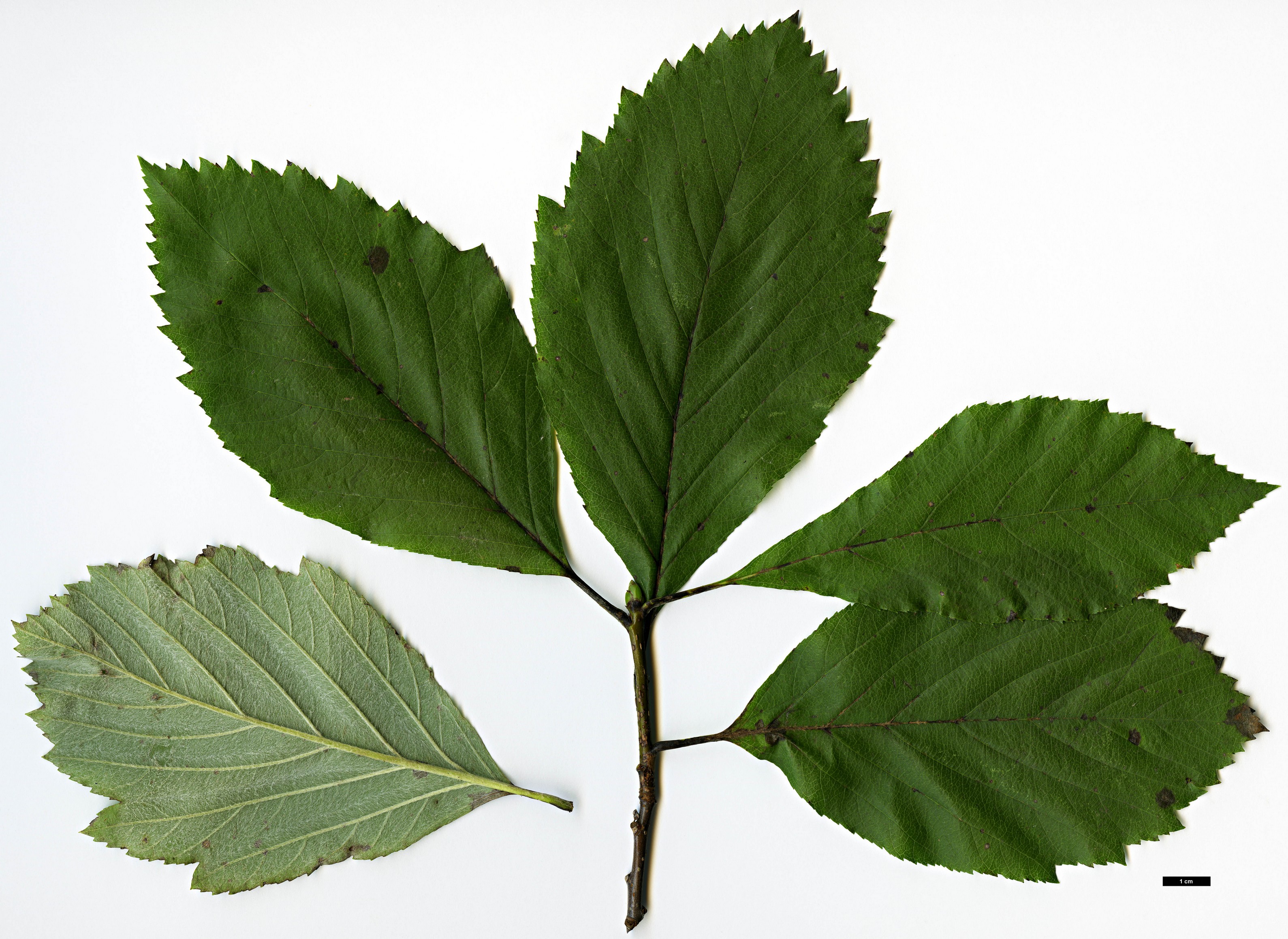 High resolution image: Family: Rosaceae - Genus: Sorbus - Taxon: vertesensis