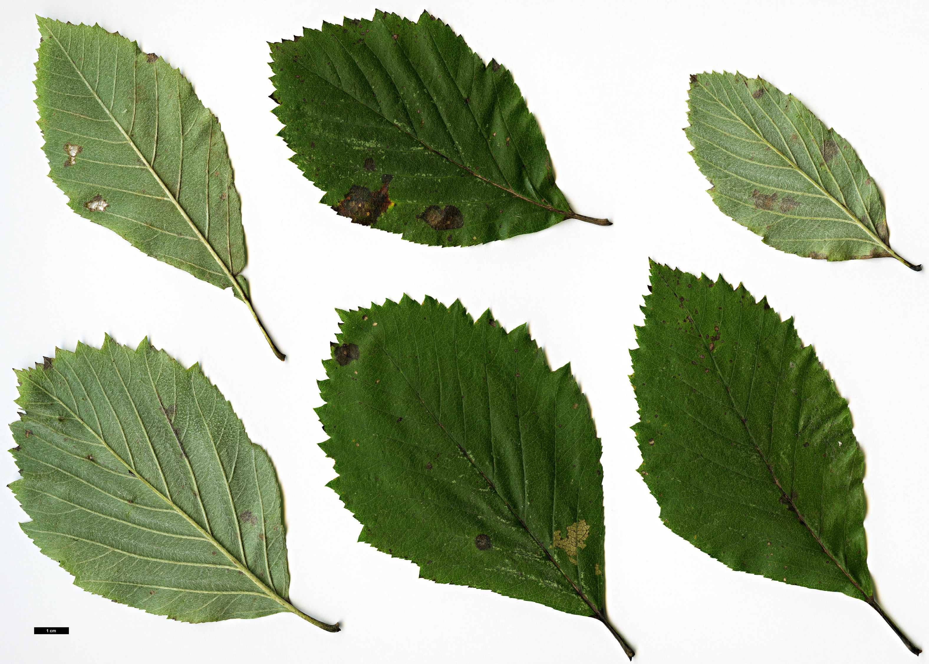 High resolution image: Family: Rosaceae - Genus: Sorbus - Taxon: vertesensis