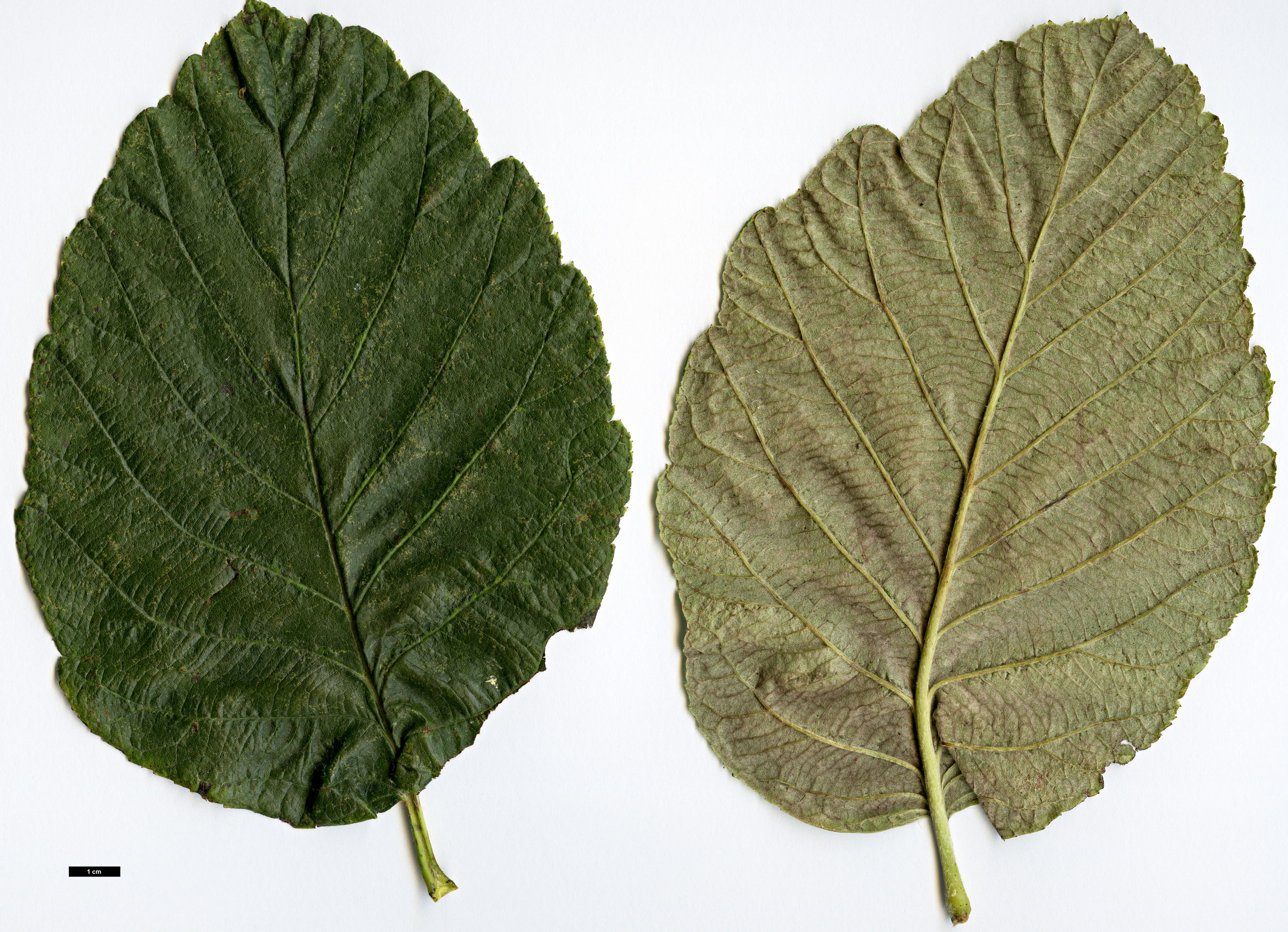 High resolution image: Family: Rosaceae - Genus: Sorbus - Taxon: vestita High resolution image: Family: Rosaceae - Genus: Sorbus - Taxon: vestita