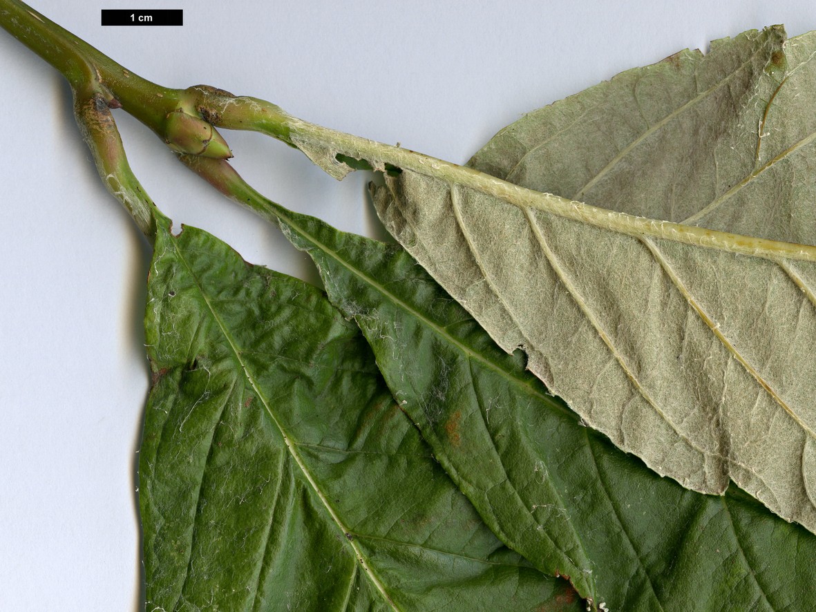 High resolution image: Family: Rosaceae - Genus: Sorbus - Taxon: vestita High resolution image: Family: Rosaceae - Genus: Sorbus - Taxon: vestita