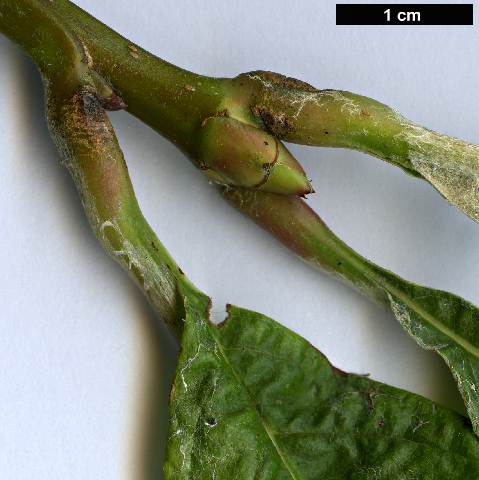 High resolution image: Family: Rosaceae - Genus: Sorbus - Taxon: vestita
