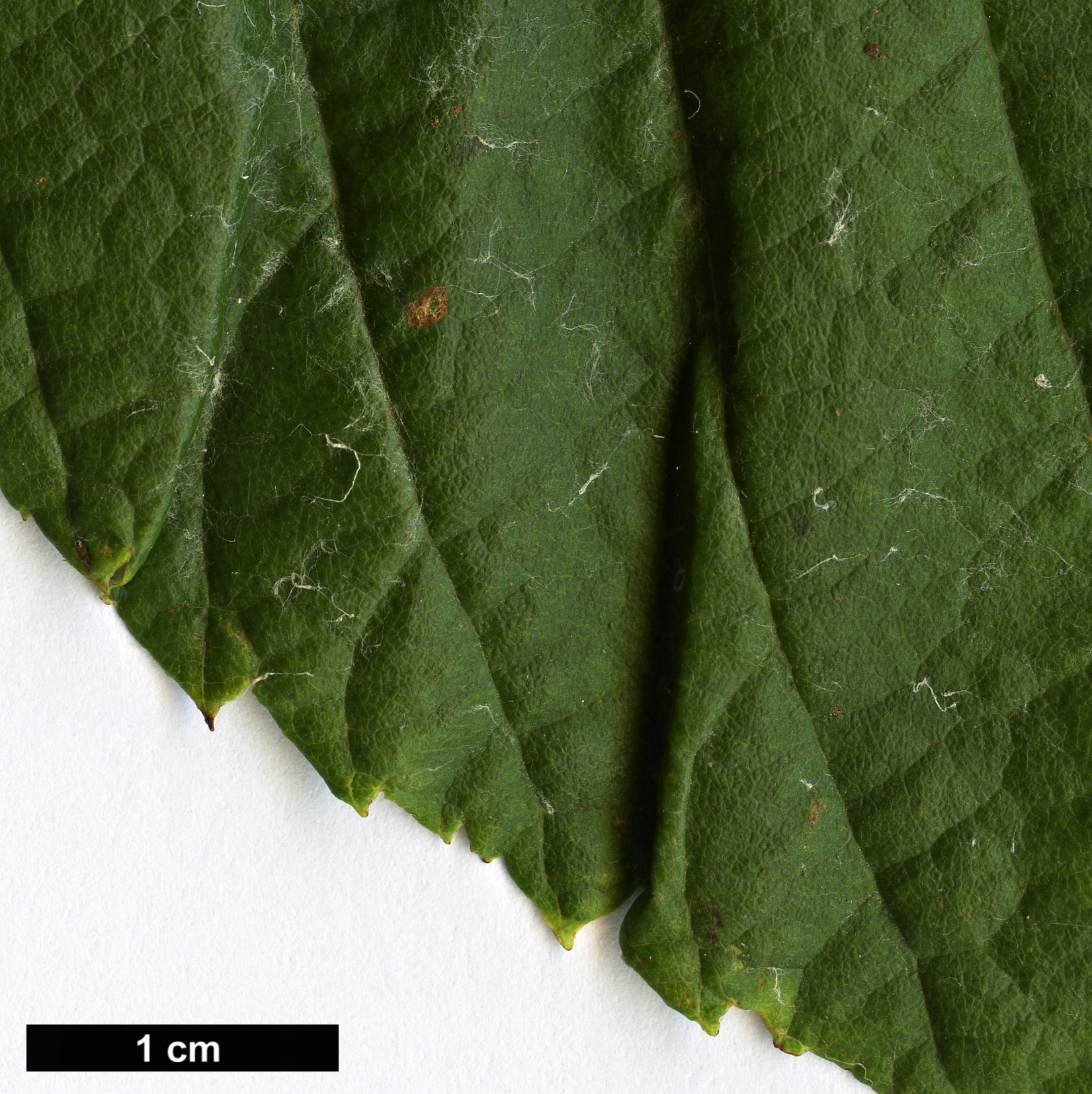 High resolution image: Family: Rosaceae - Genus: Sorbus - Taxon: vestita High resolution image: Family: Rosaceae - Genus: Sorbus - Taxon: vestita