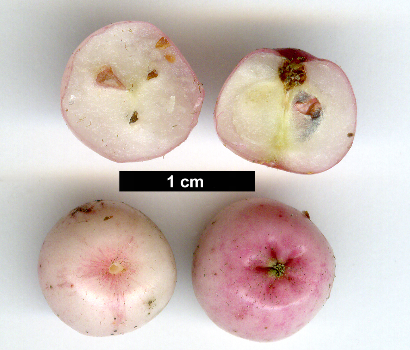 High resolution image: Family: Rosaceae - Genus: Sorbus - Taxon: vilmorinii