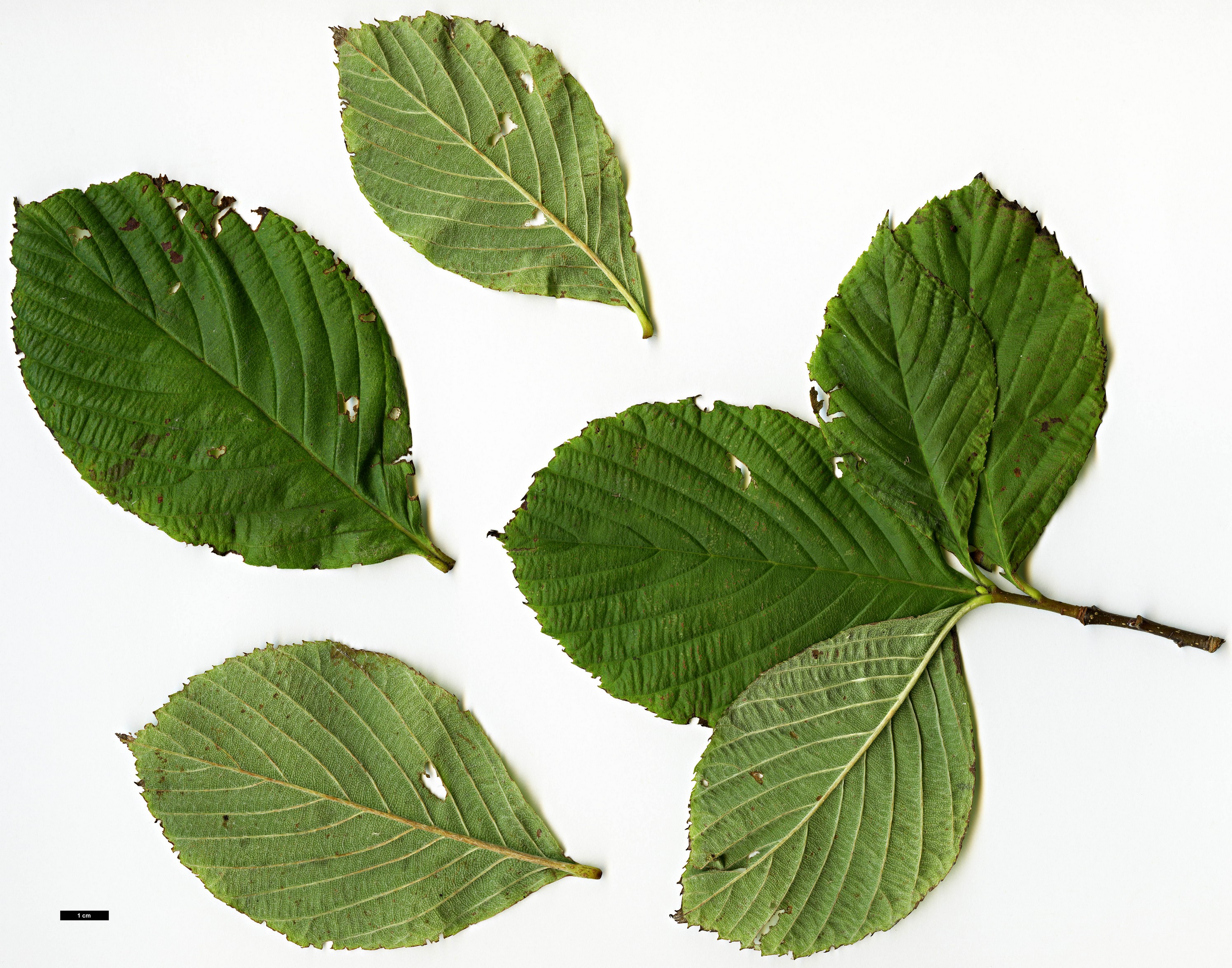 High resolution image: Family: Rosaceae - Genus: Sorbus - Taxon: wardii