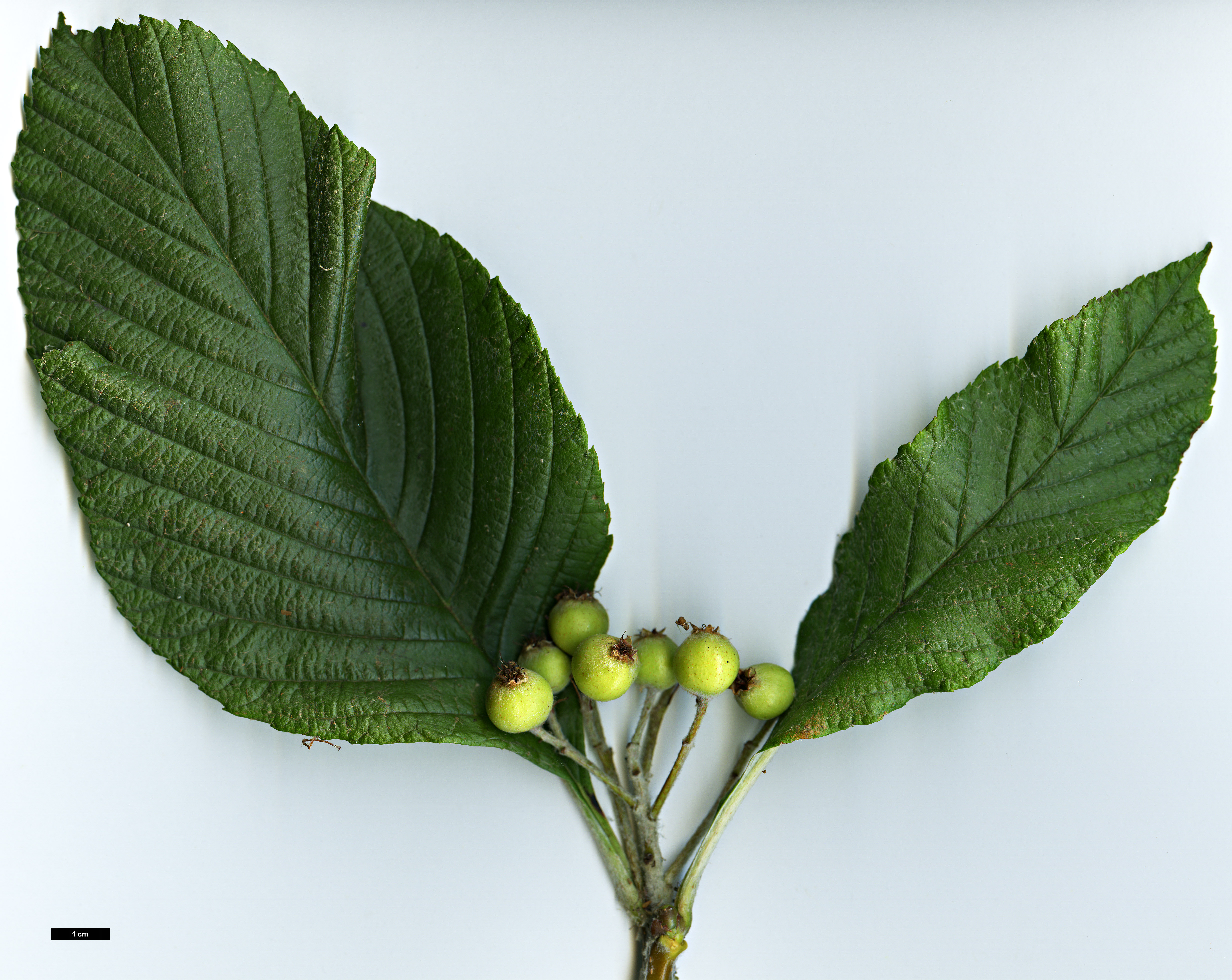 High resolution image: Family: Rosaceae - Genus: Sorbus - Taxon: yongdeensis