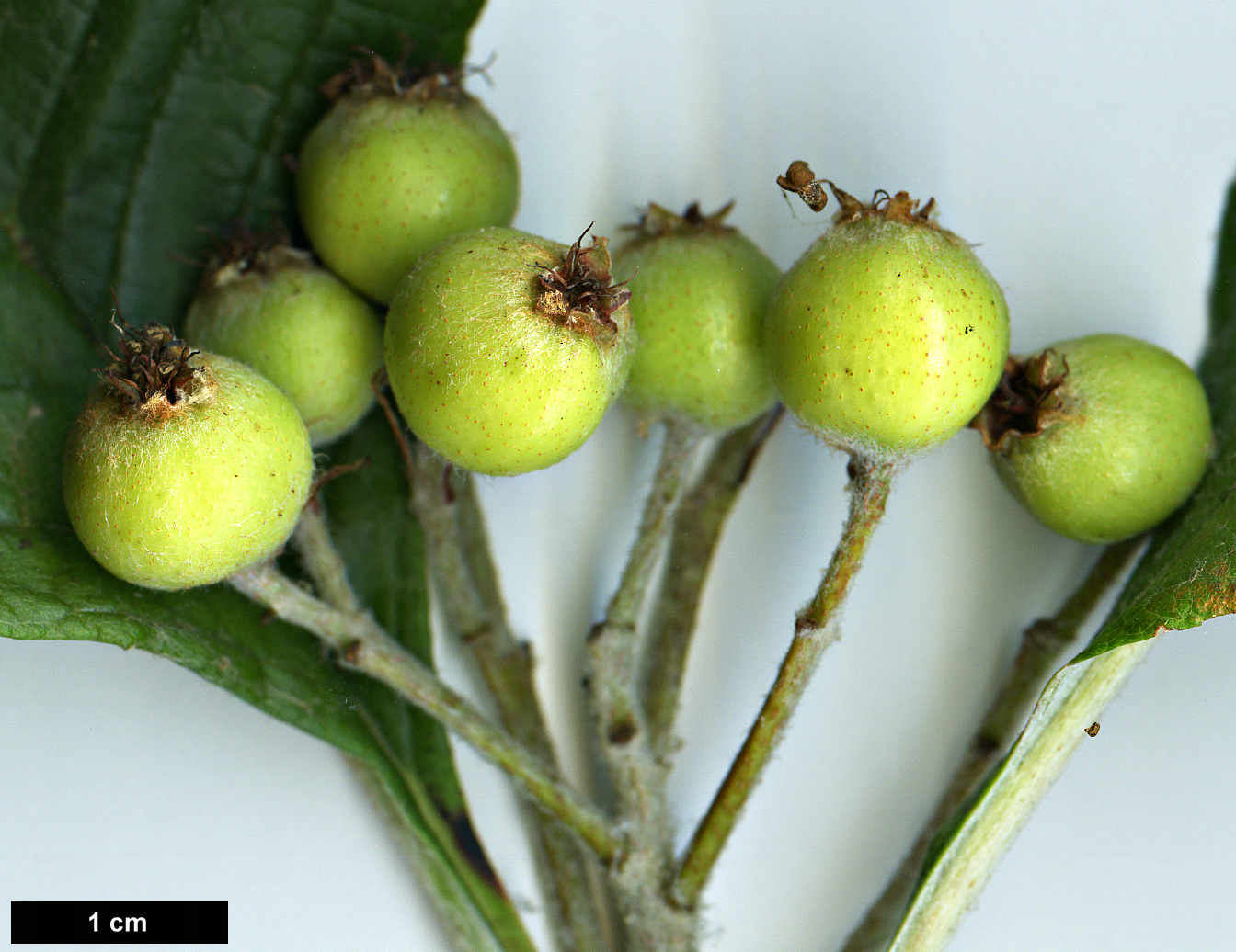 High resolution image: Family: Rosaceae - Genus: Sorbus - Taxon: yongdeensis