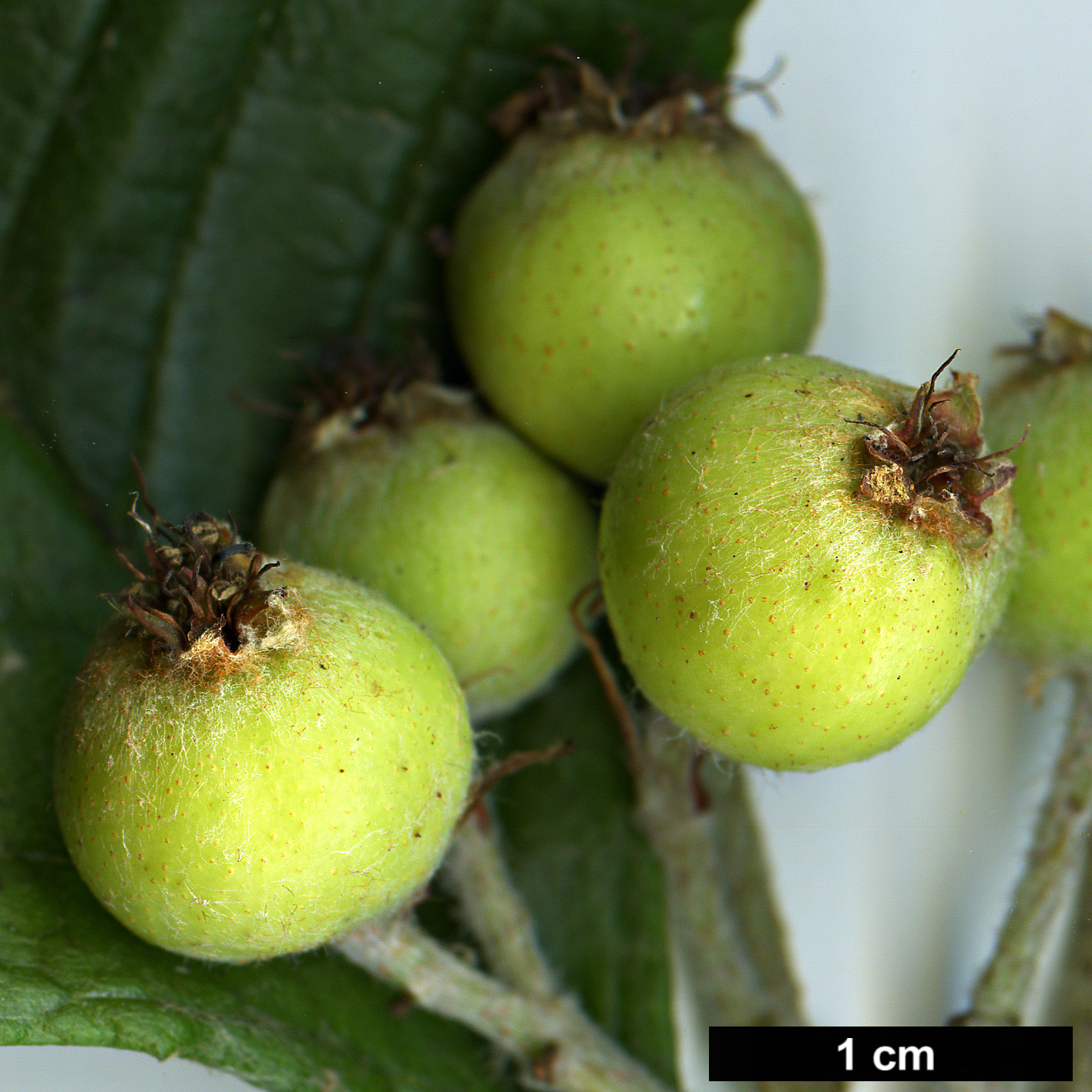 High resolution image: Family: Rosaceae - Genus: Sorbus - Taxon: yongdeensis