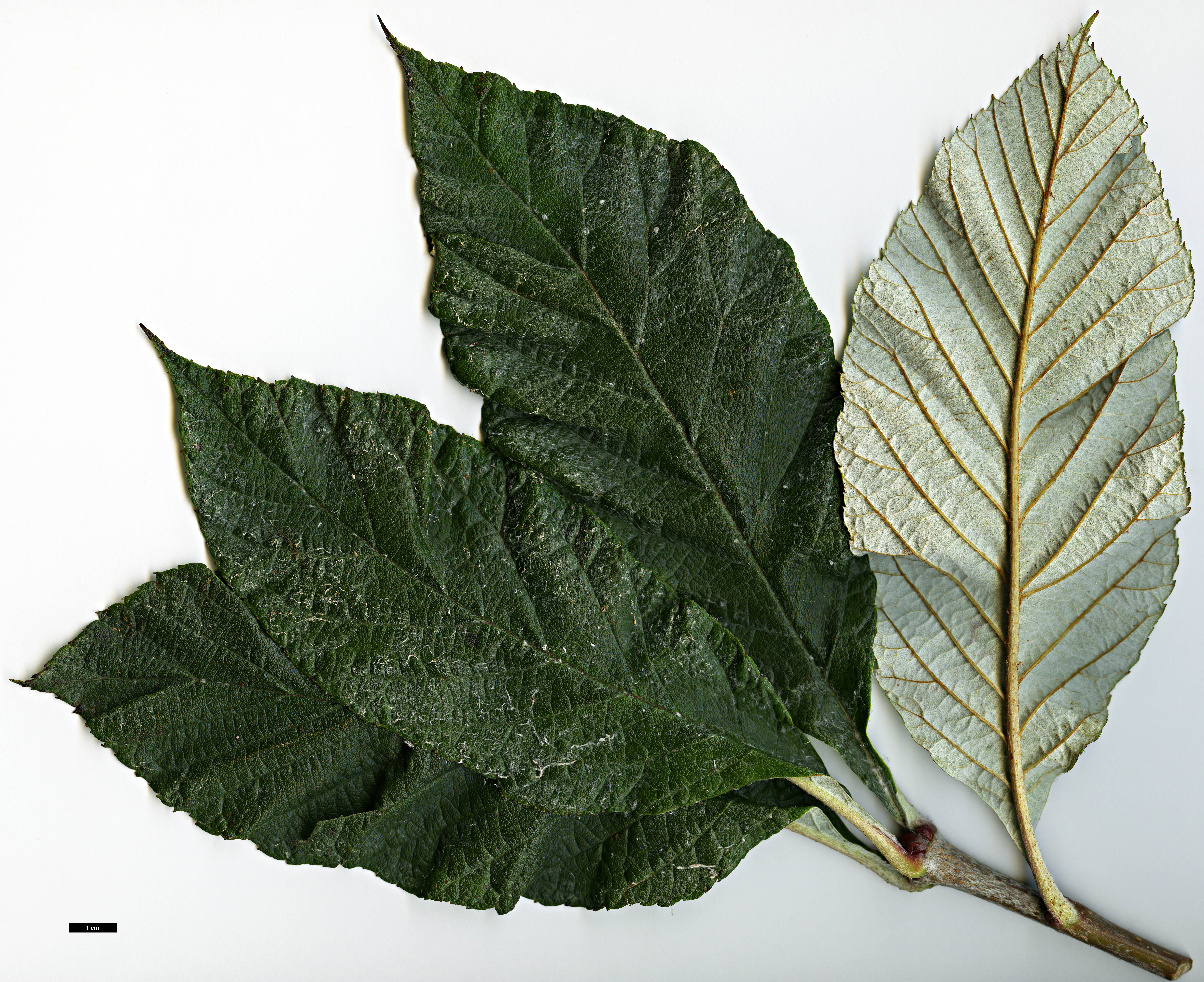 High resolution image: Family: Rosaceae - Genus: Sorbus - Taxon: yongdeensis