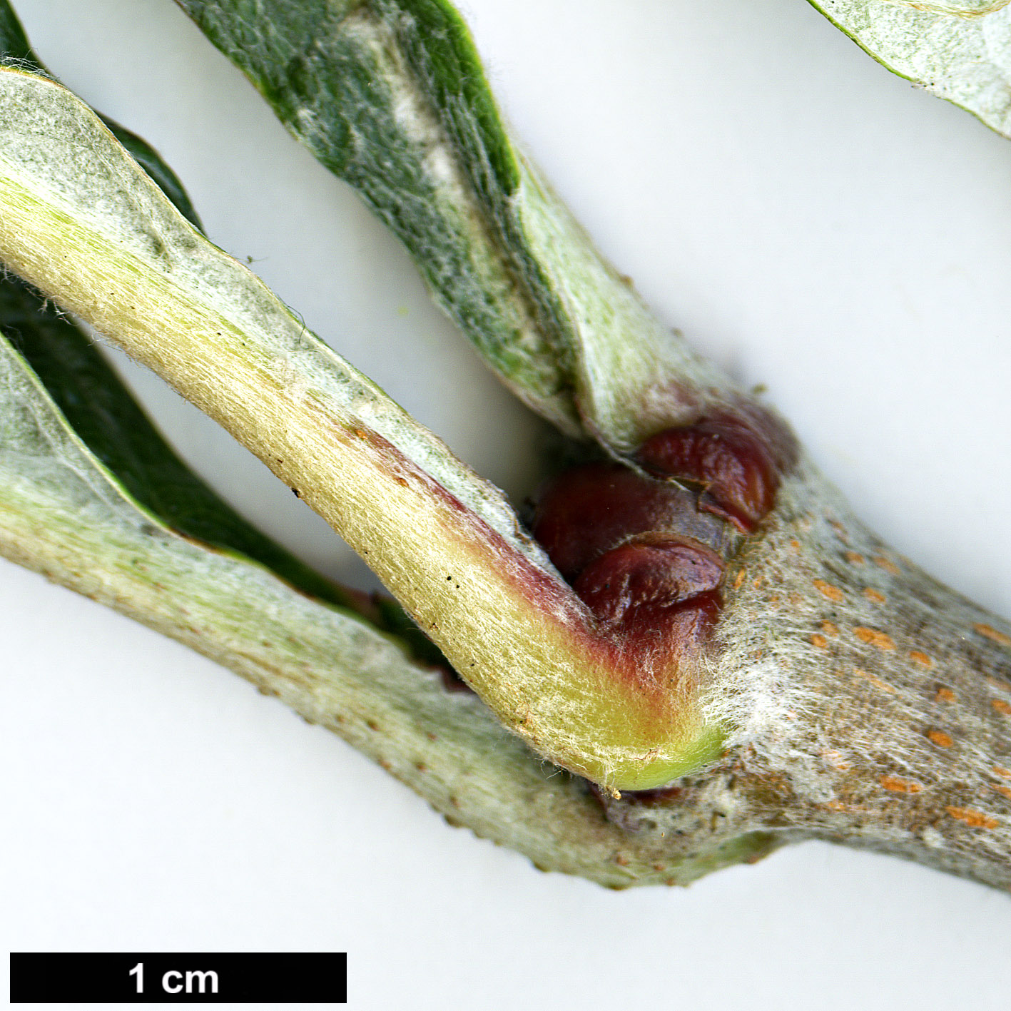 High resolution image: Family: Rosaceae - Genus: Sorbus - Taxon: yongdeensis