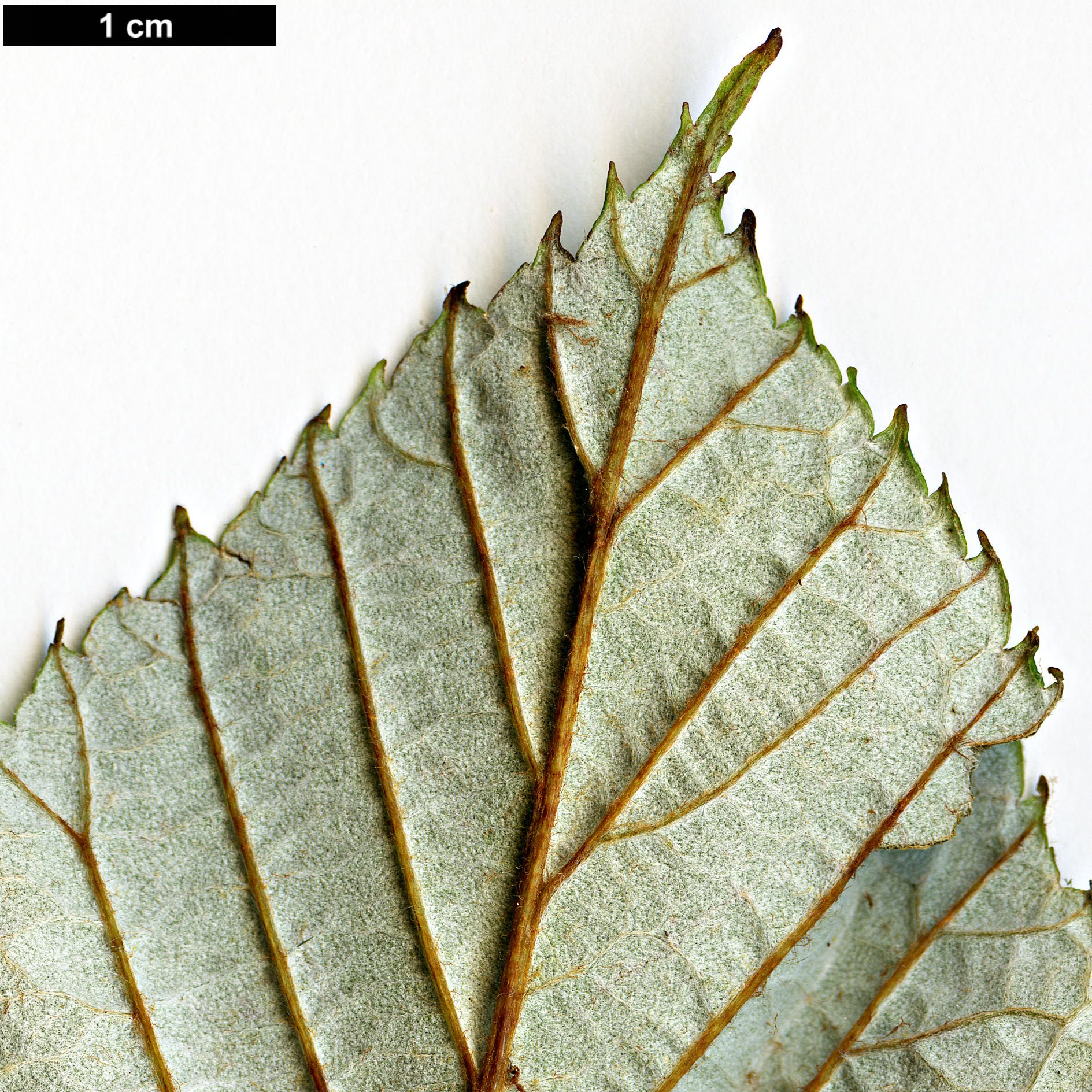 High resolution image: Family: Rosaceae - Genus: Sorbus - Taxon: yongdeensis