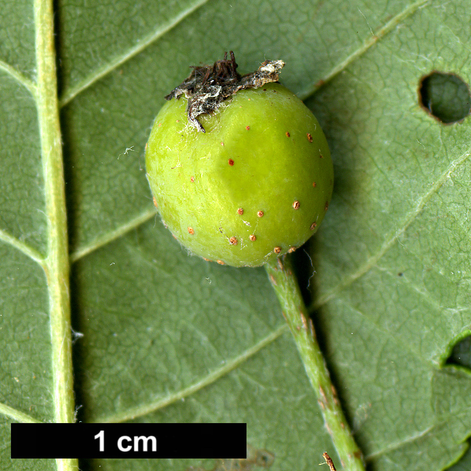 High resolution image: Family: Rosaceae - Genus: Sorbus - Taxon: yuana