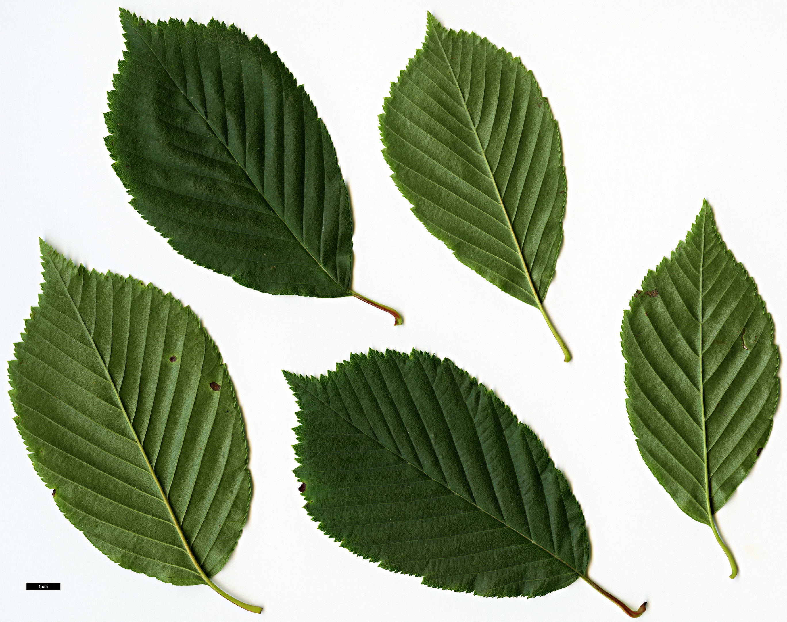 High resolution image: Family: Rosaceae - Genus: Sorbus - Taxon: yuana