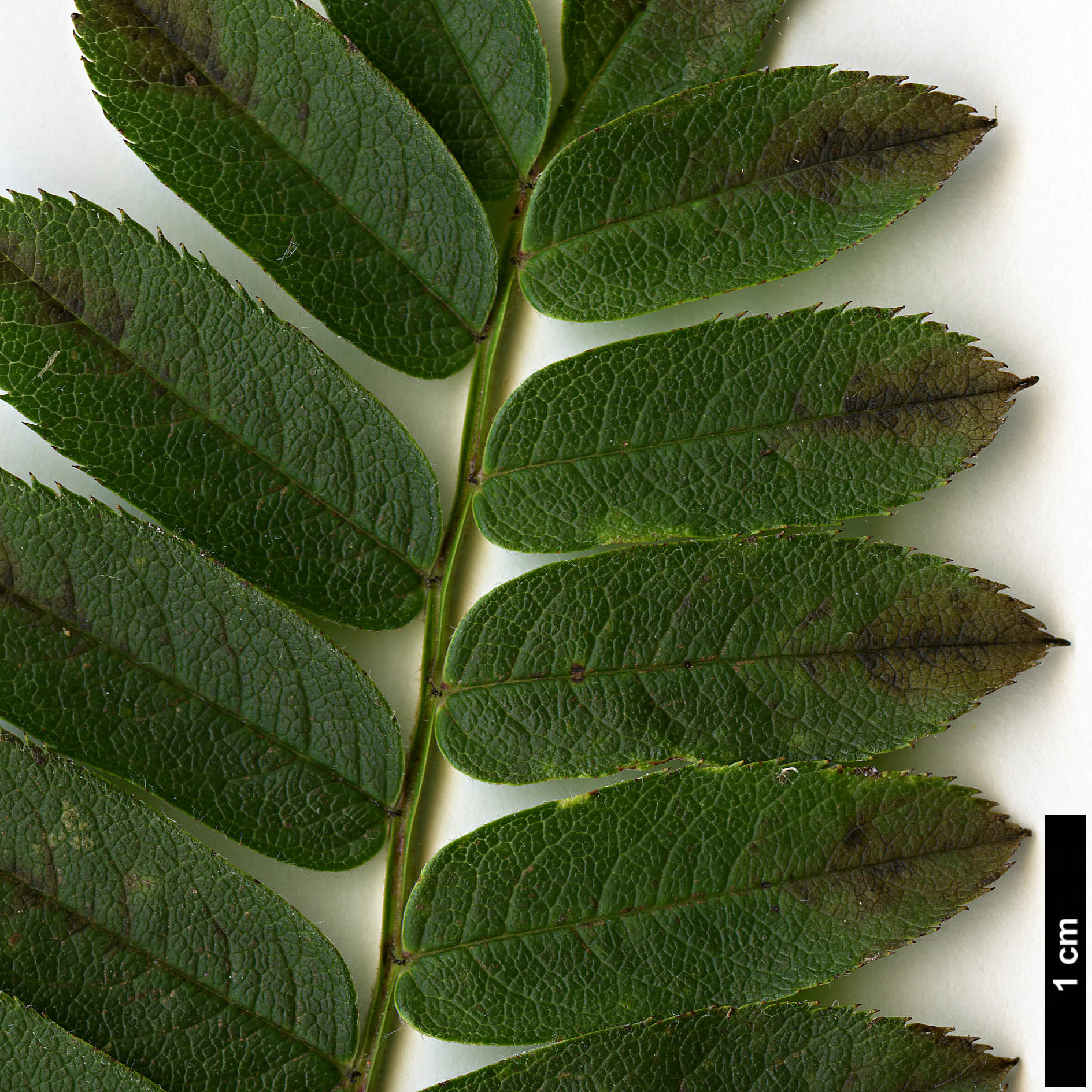 High resolution image: Family: Rosaceae - Genus: Sorbus - Taxon: zayuensis High resolution image: Family: Rosaceae - Genus: Sorbus - Taxon: zayuensis