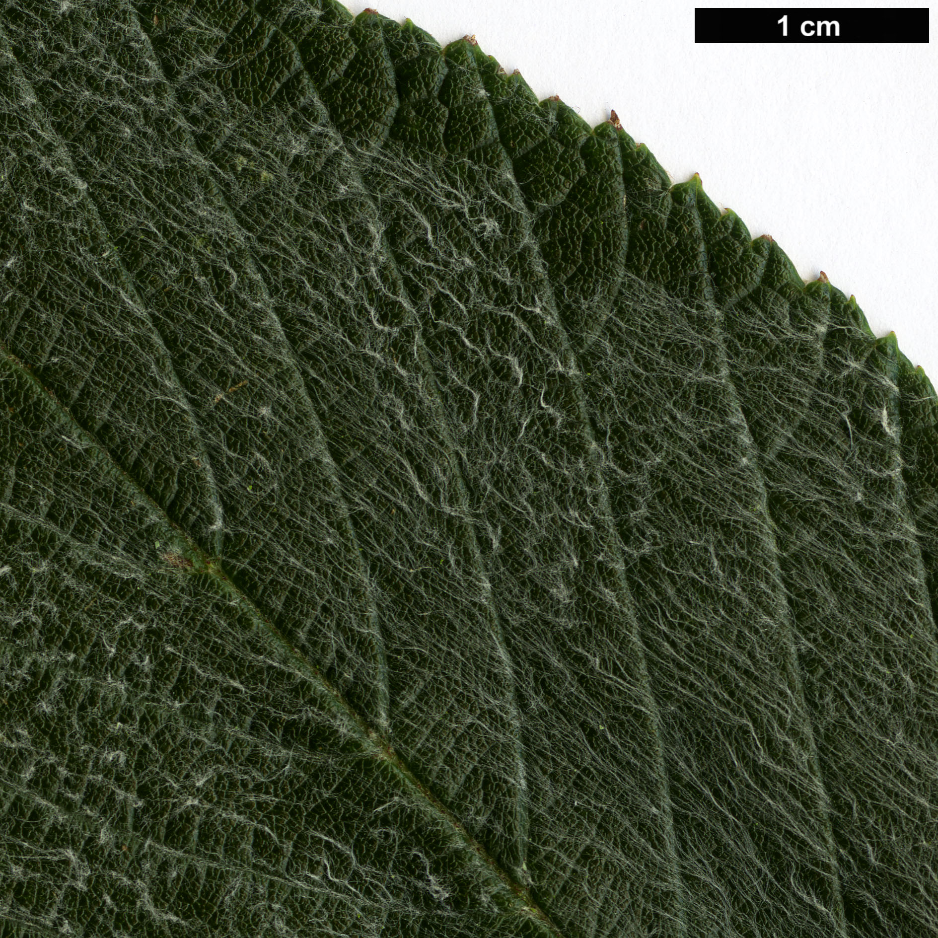 High resolution image: Family: Rosaceae - Genus: Sorbus - Taxon: ’Aurita’
